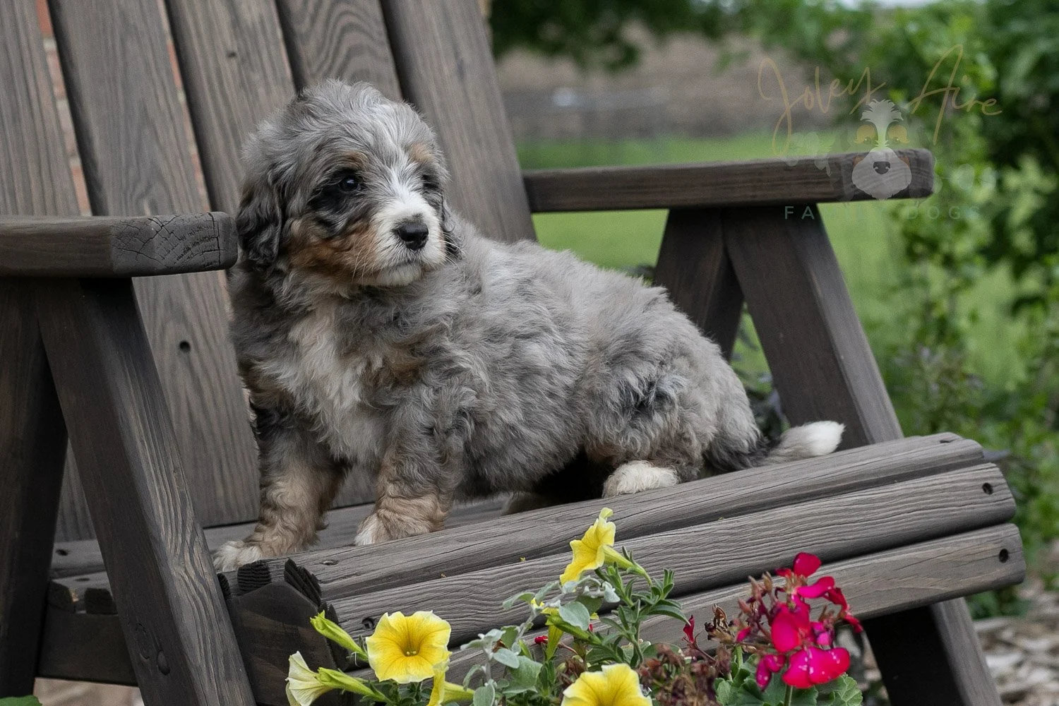 Drum Bernedoodle Puppy-10.jpg