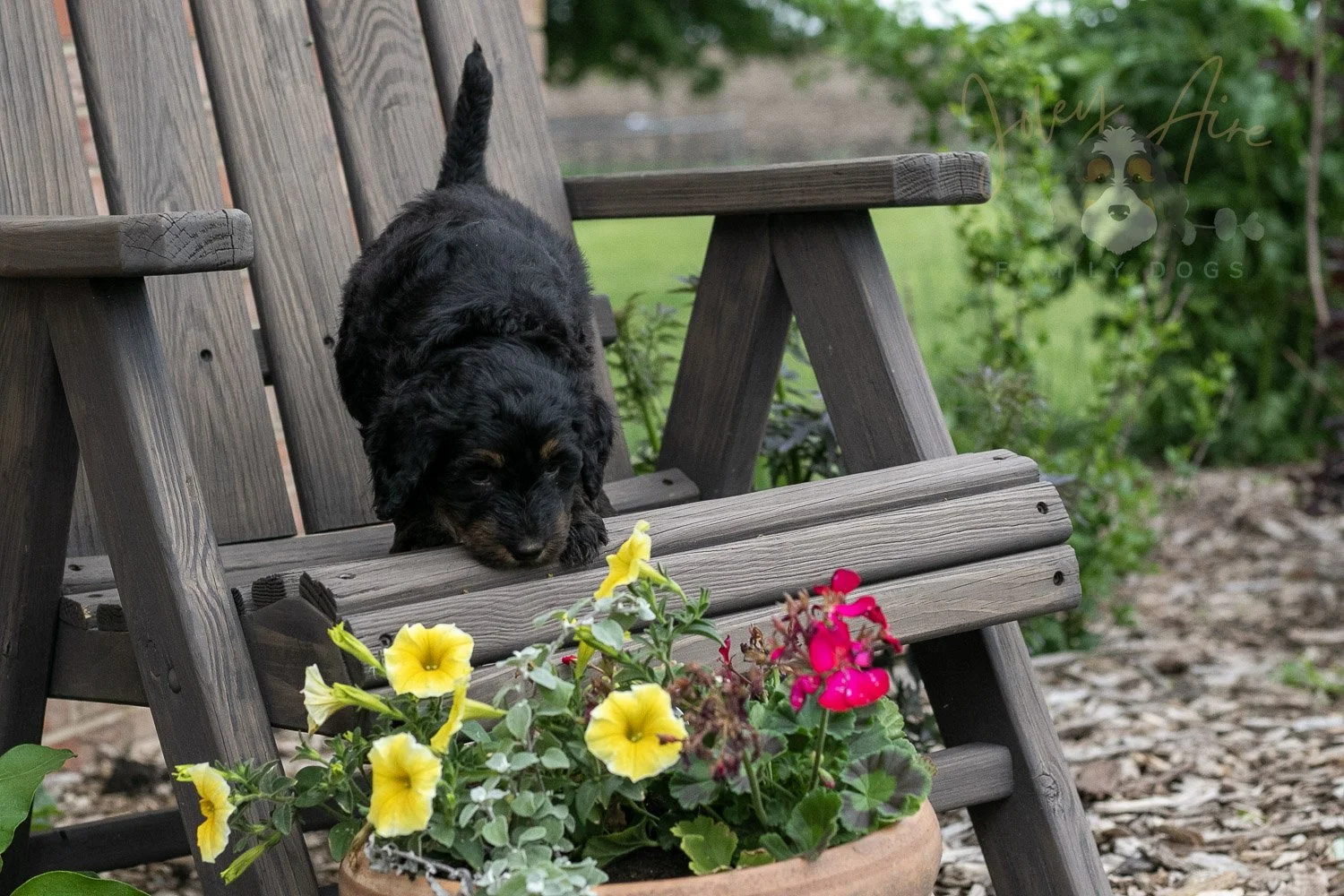 Piano Bernedoodle Puppy-1.jpg