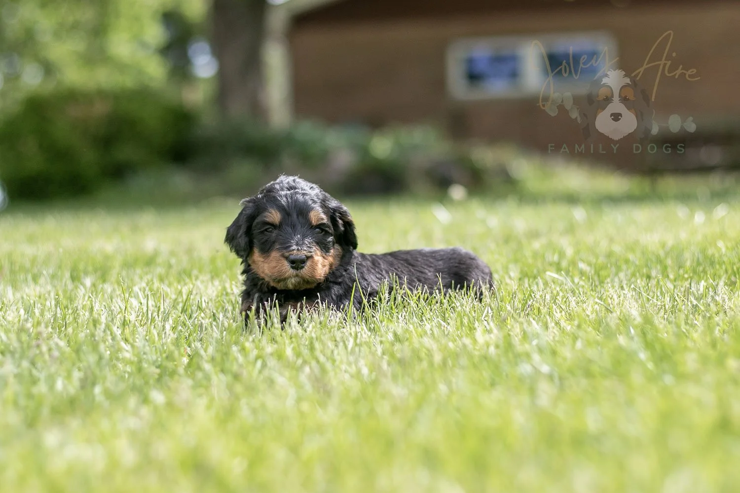 Guitar  Bernedoodle Puppy-113.jpg