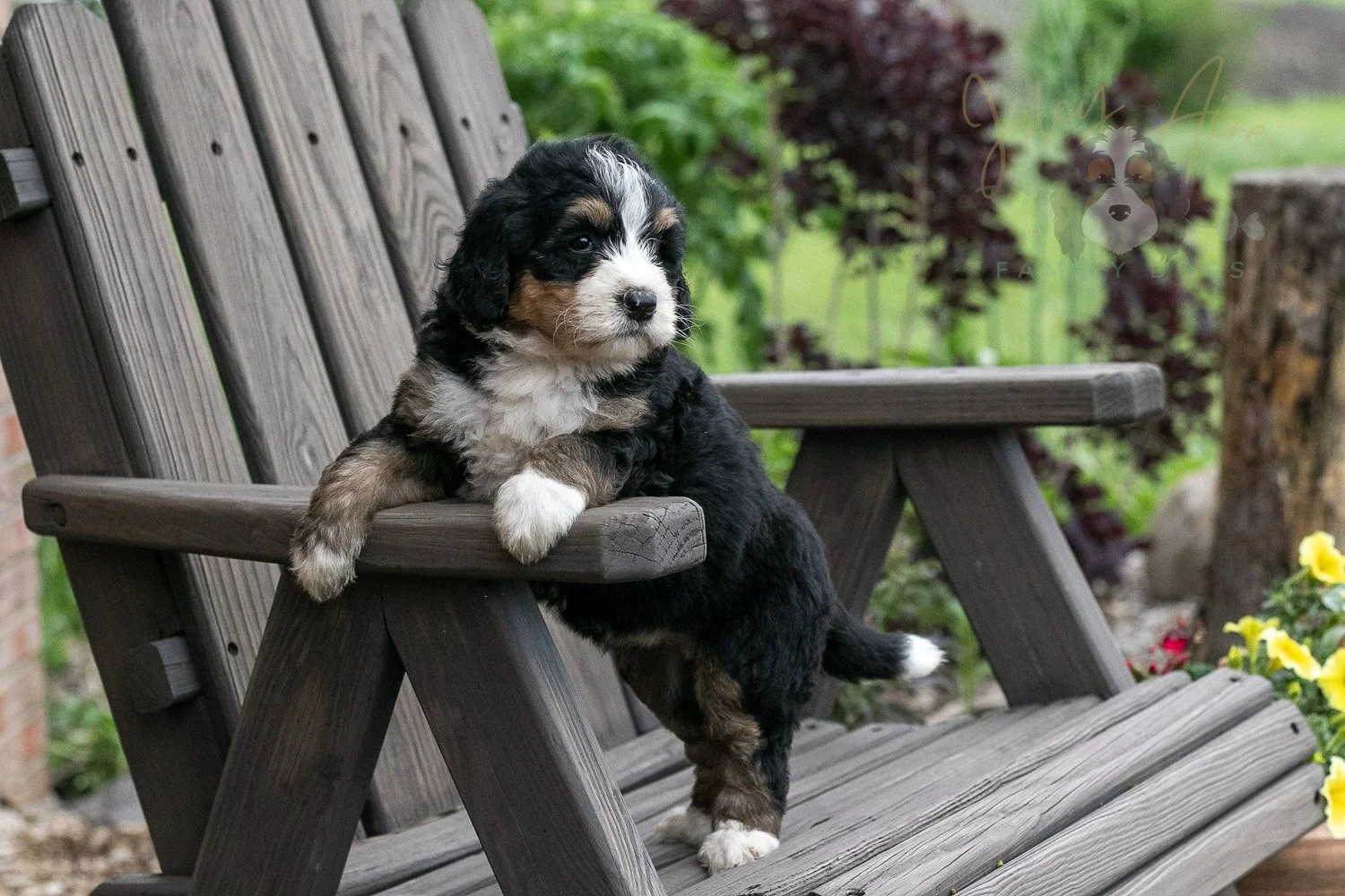 Trumpet Bernedoodle Puppy-13.jpg