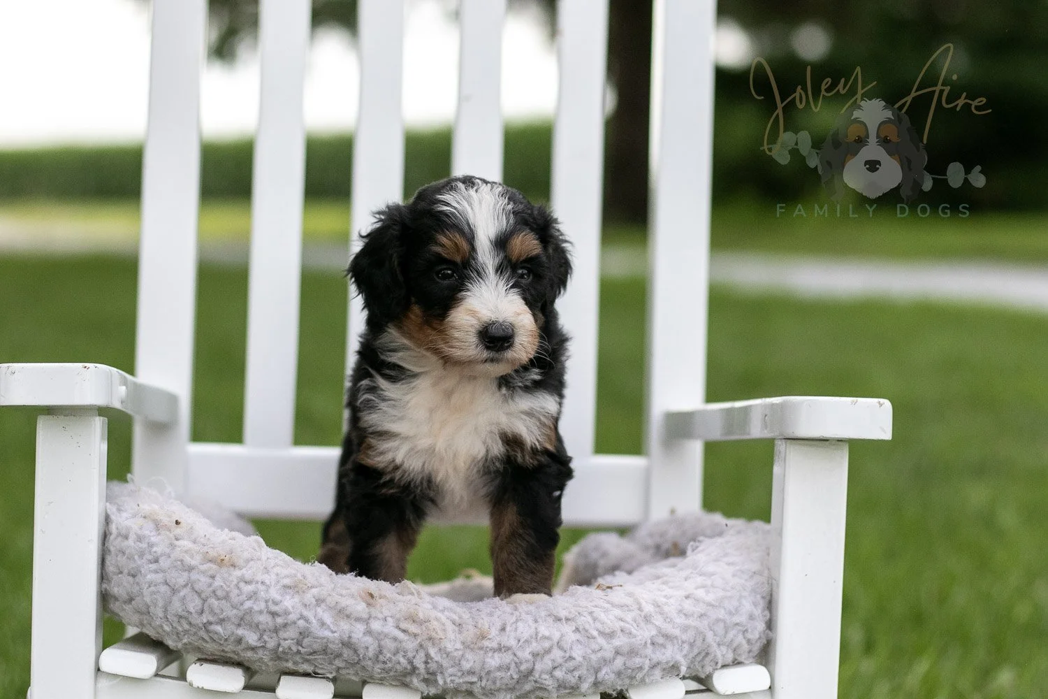 Diana Barry Bernedoodle Puppy-932.jpg