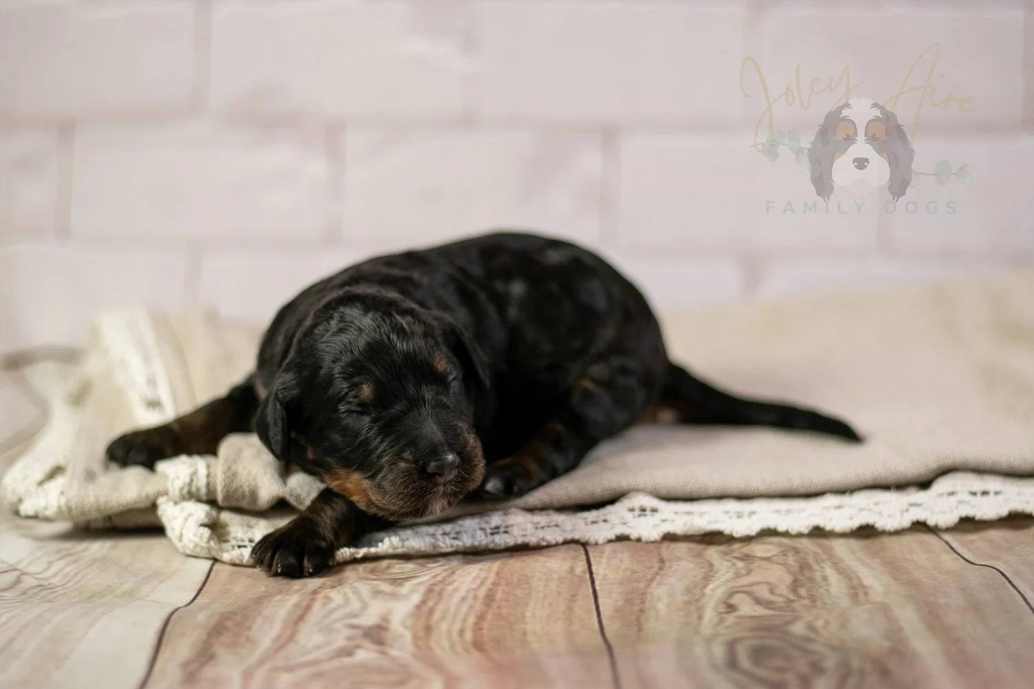 Acadia Bernedoodle Puppy-132.jpg