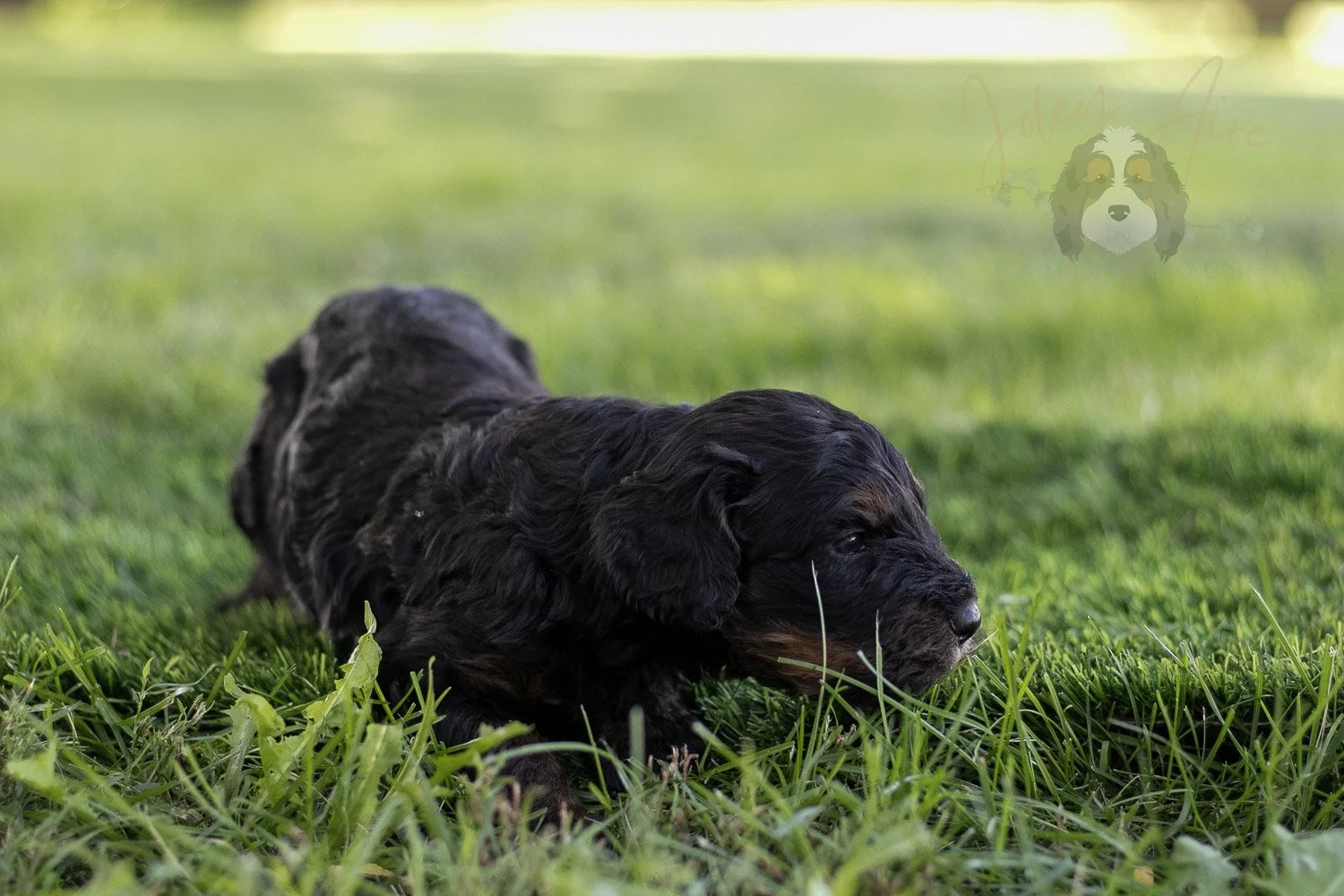 Bryce Bernedoodle Puppy-399.jpg