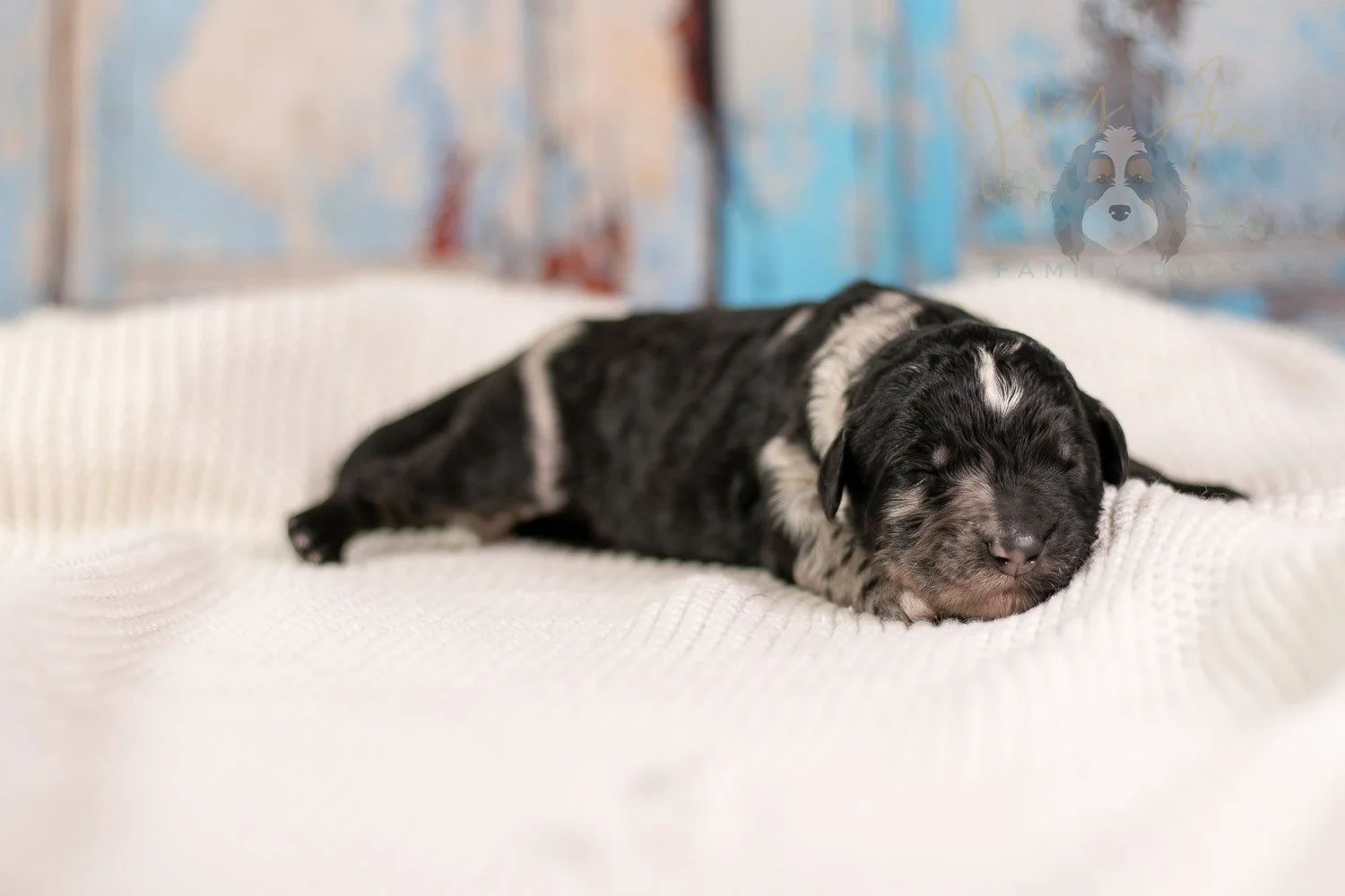 Bob Ross Bernedoodle Puppy-125.jpg