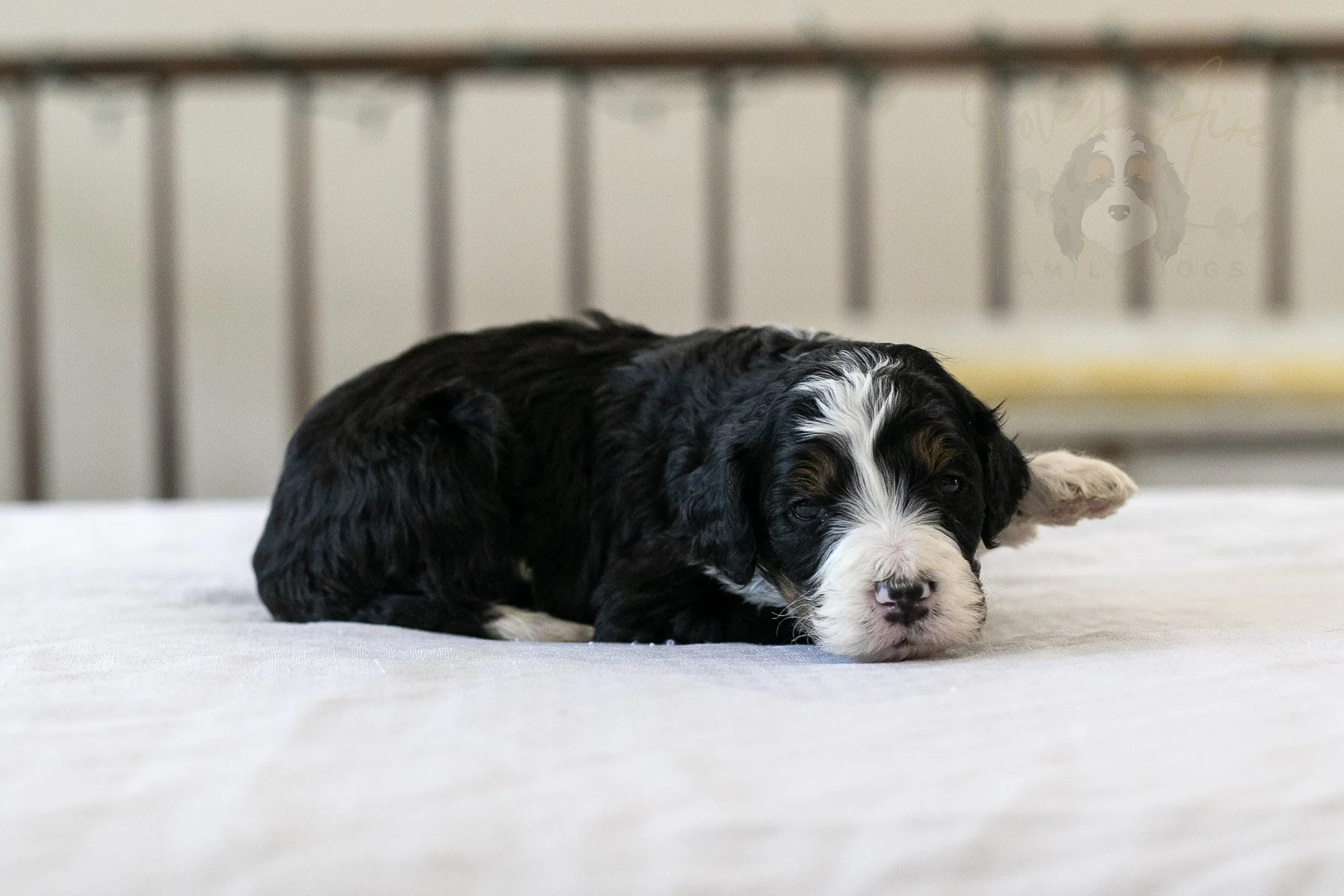 Belle  Bernedoodle Puppy-08.jpg