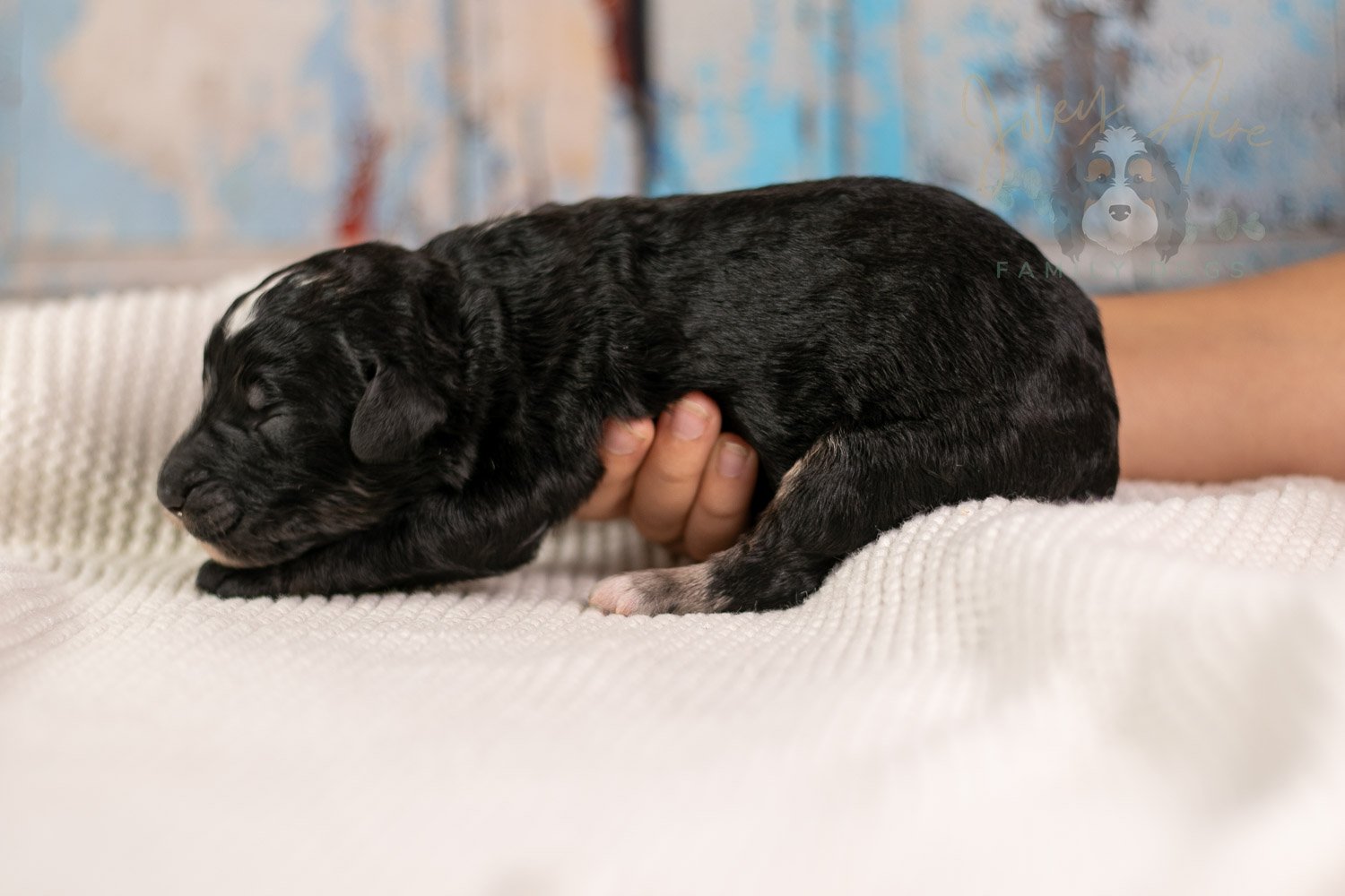 Bob Ross Bernedoodle Puppy-129.jpg