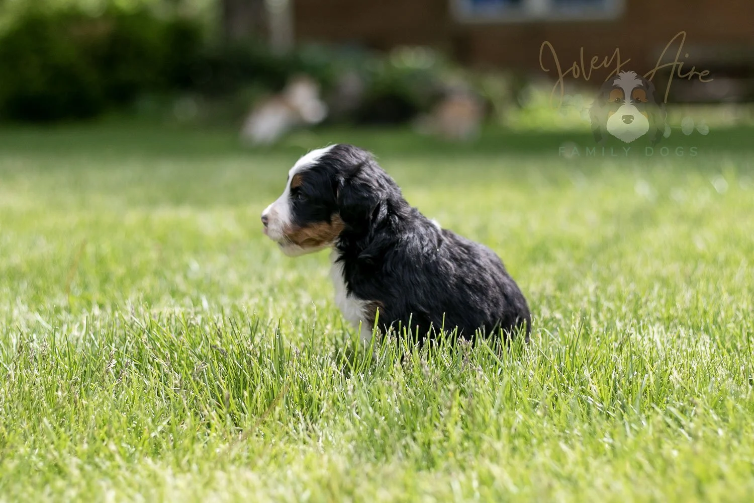 Harmonica Bernedoodle Puppy-41.jpg