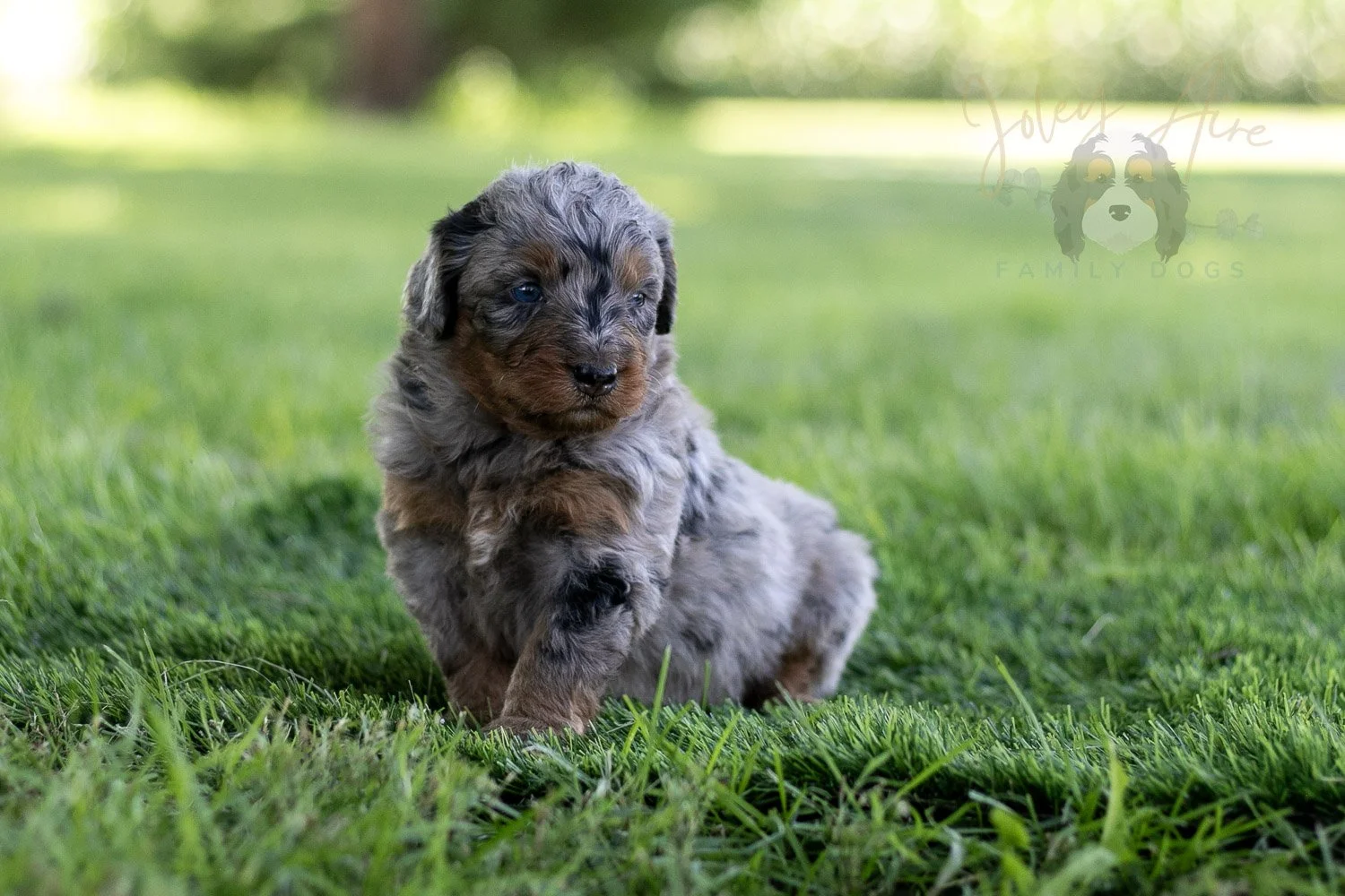 Marilla Cuthbert Bernedoodle Puppy-466.jpg