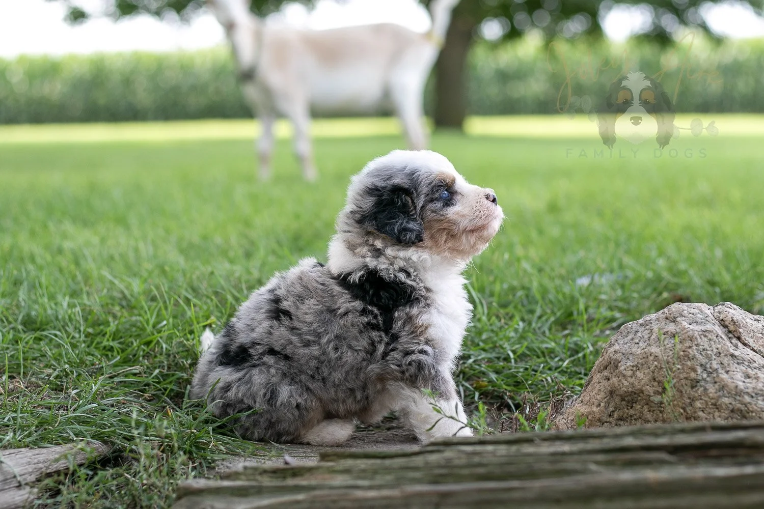 Pablo Picaso Bernedoodle Puppy-198.jpg