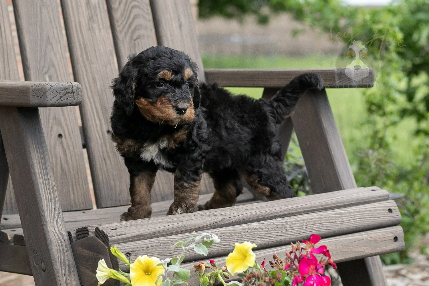 Banjo Bernedoodle Puppy-3.jpg