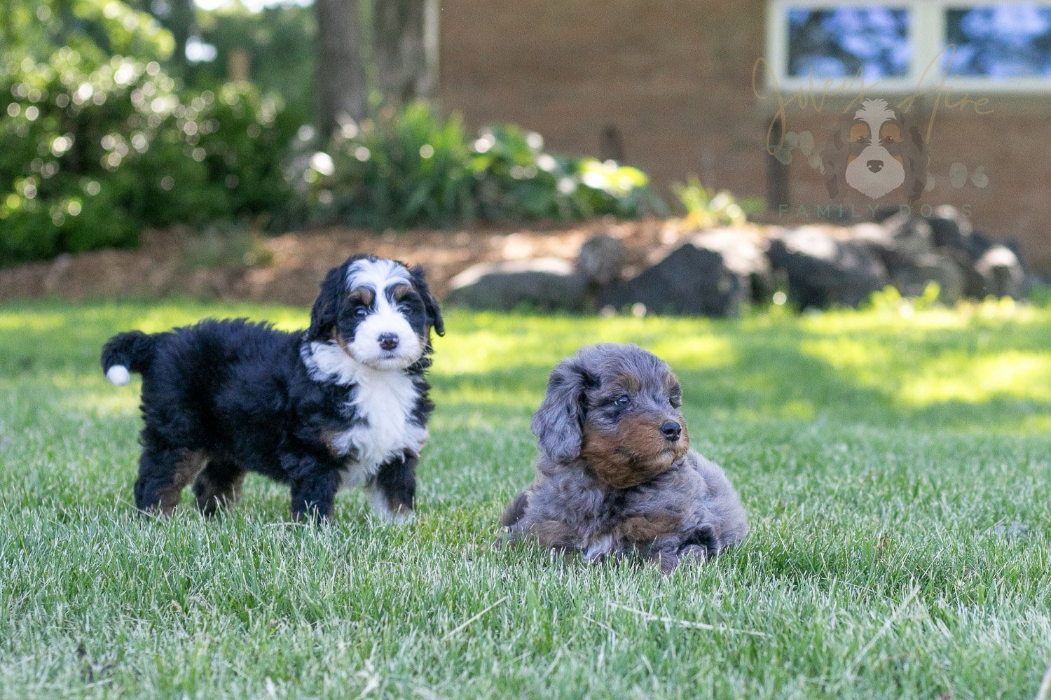 Flute Bernedoodle Puppy-22.jpg