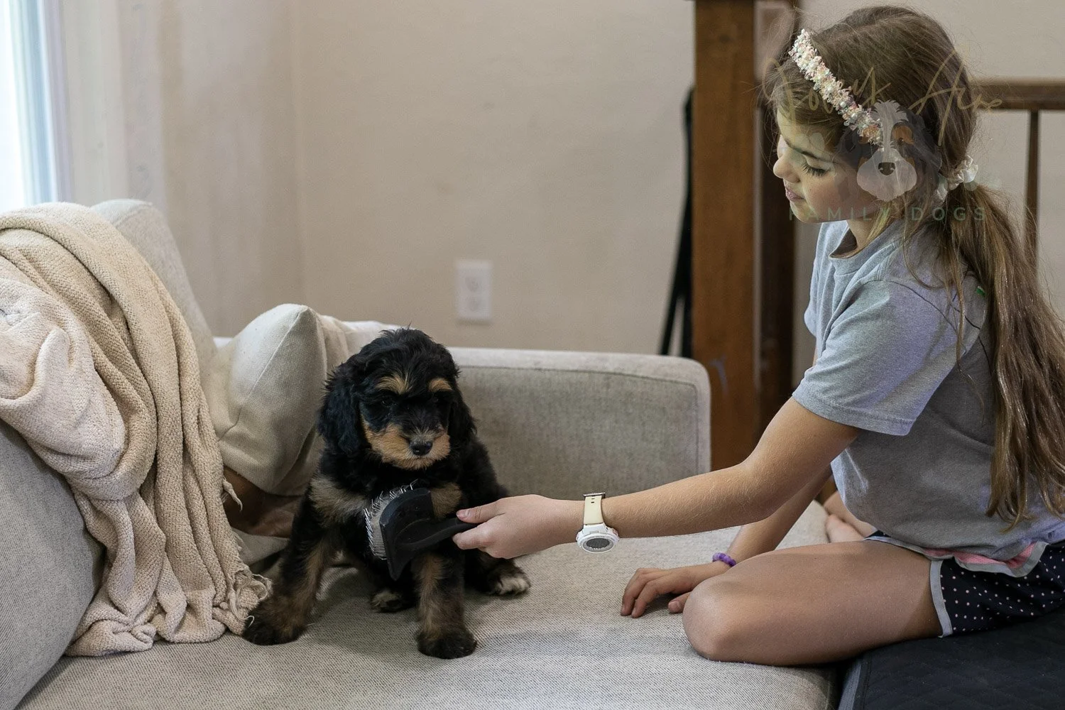 Mini Mae Bernedoodle Puppy-371.jpg