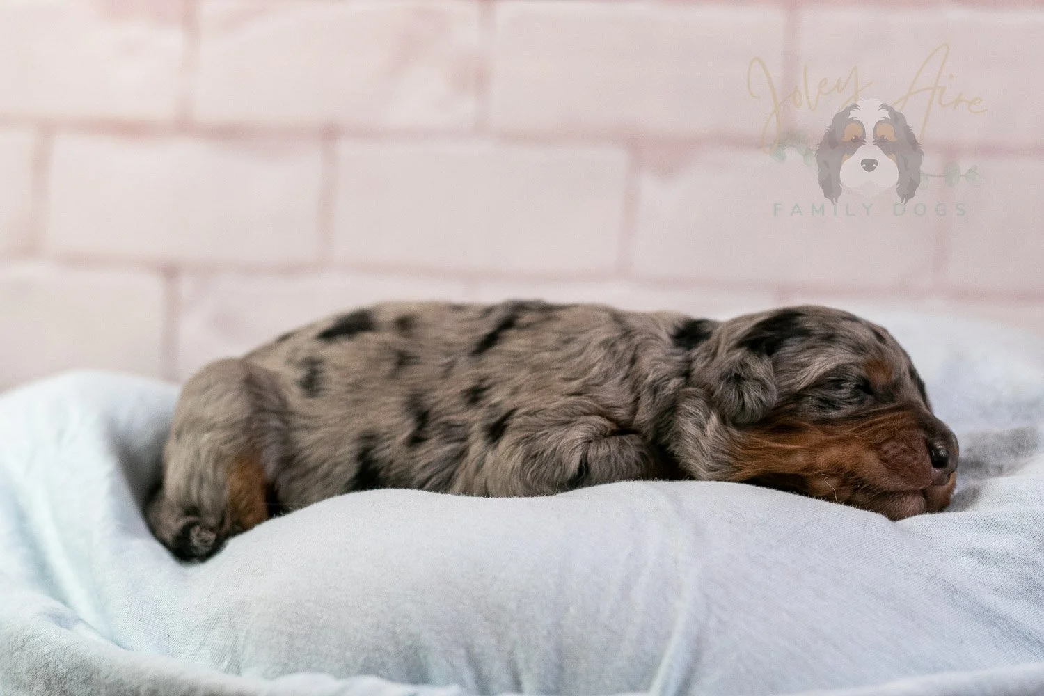 Marilla Bernedoodle Puppy-34.jpg