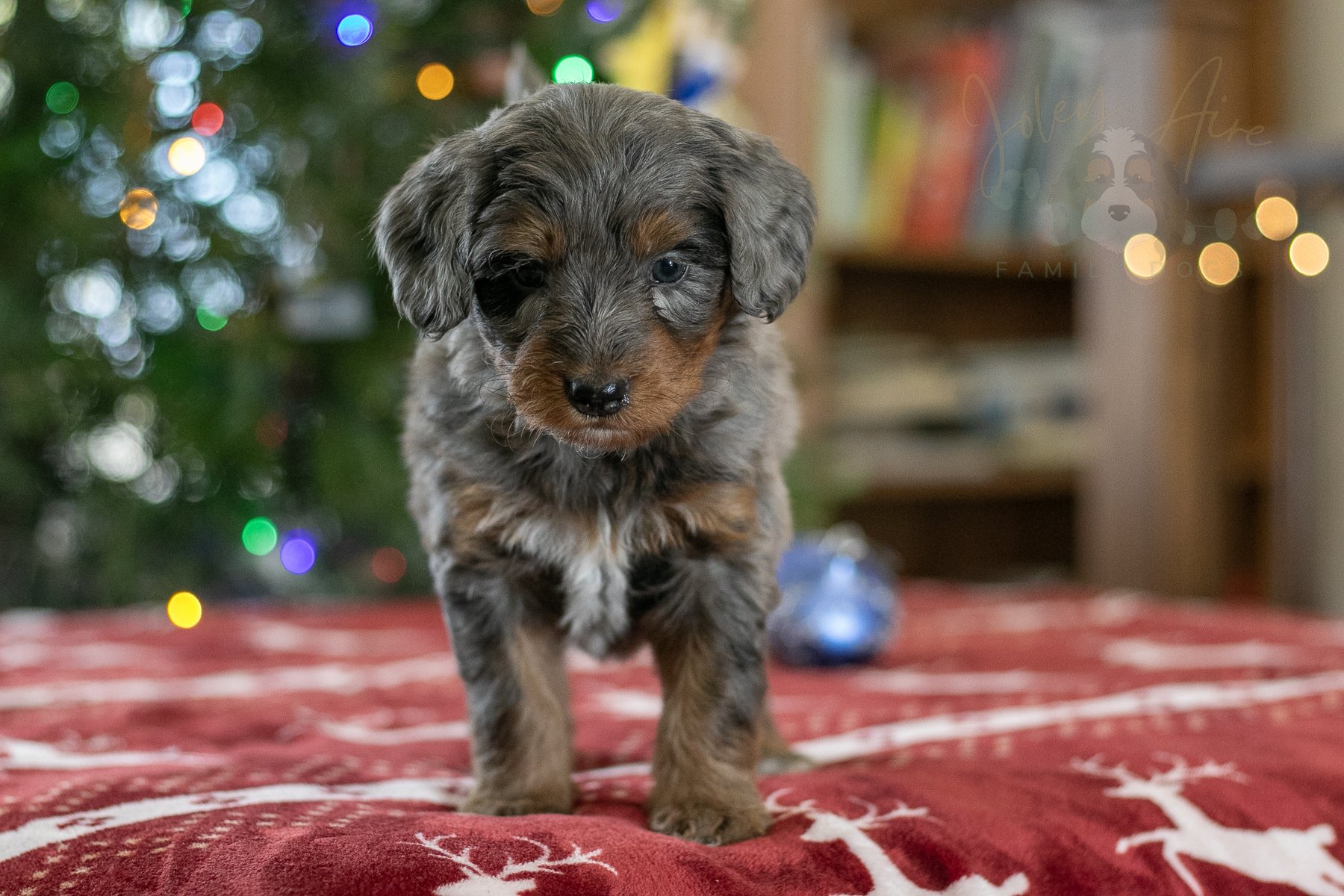 Eiger - 🔴Reserved