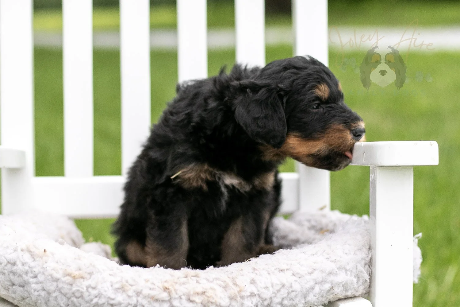 Gilbert Bernedoodle Puppy-865.jpg