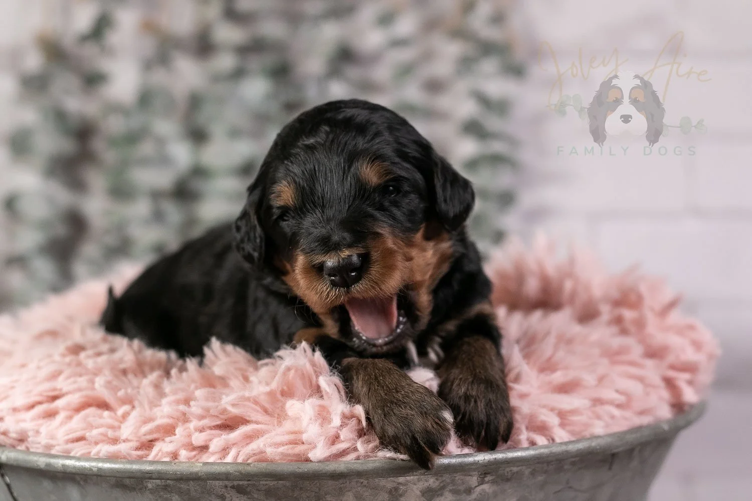 Guitar Bernedoodle Puppy-23.jpg