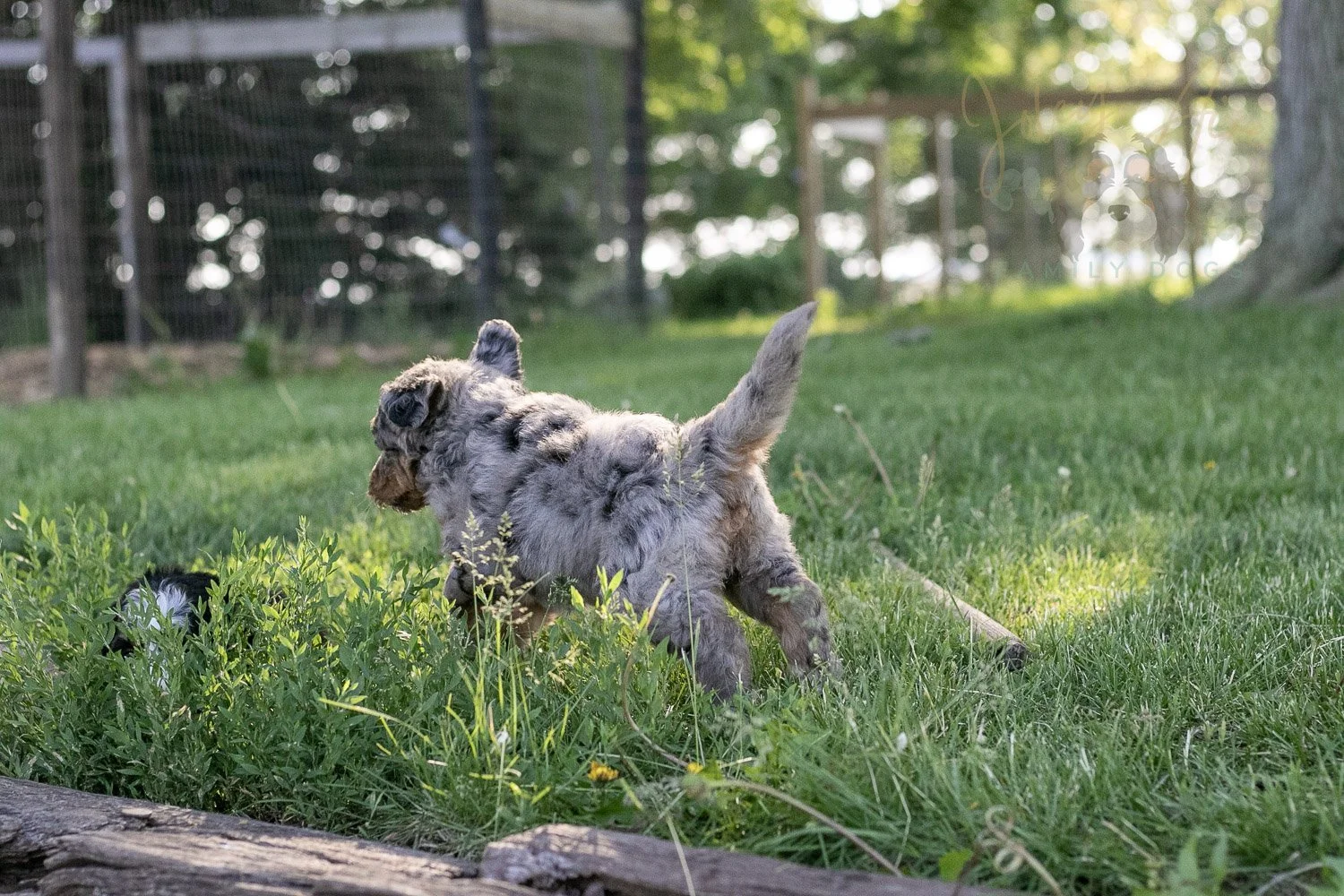 Ukulele Bernedoodle Puppy-21.jpg