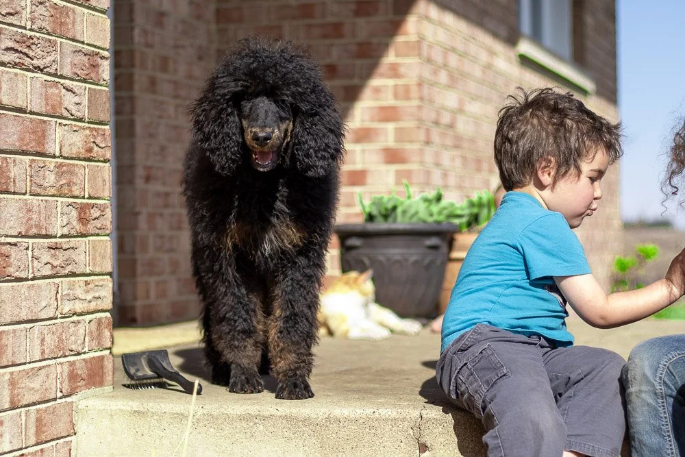 Pixie 5 months old-08.jpg