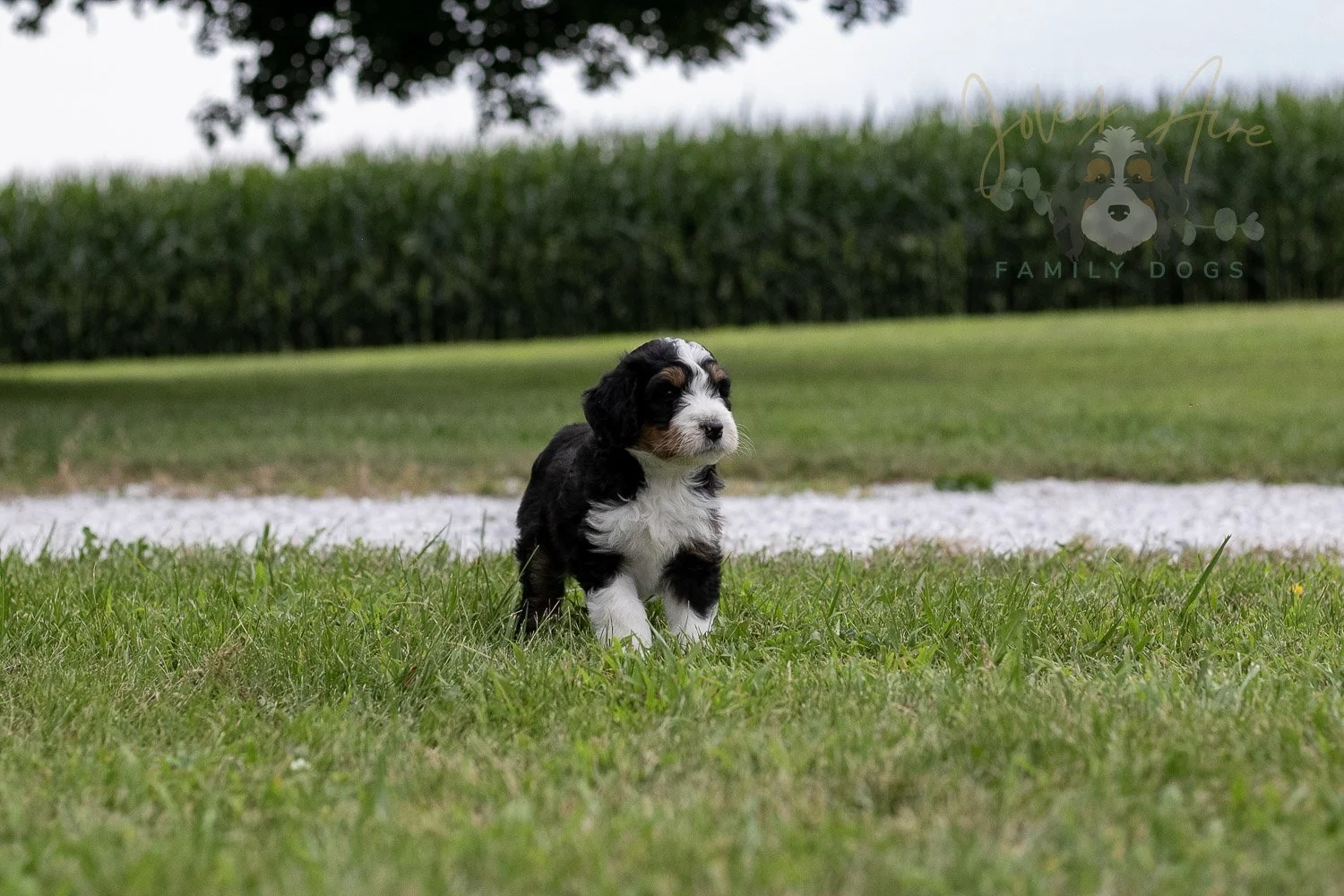 Zion Bernedoodle Puppy-20.jpg