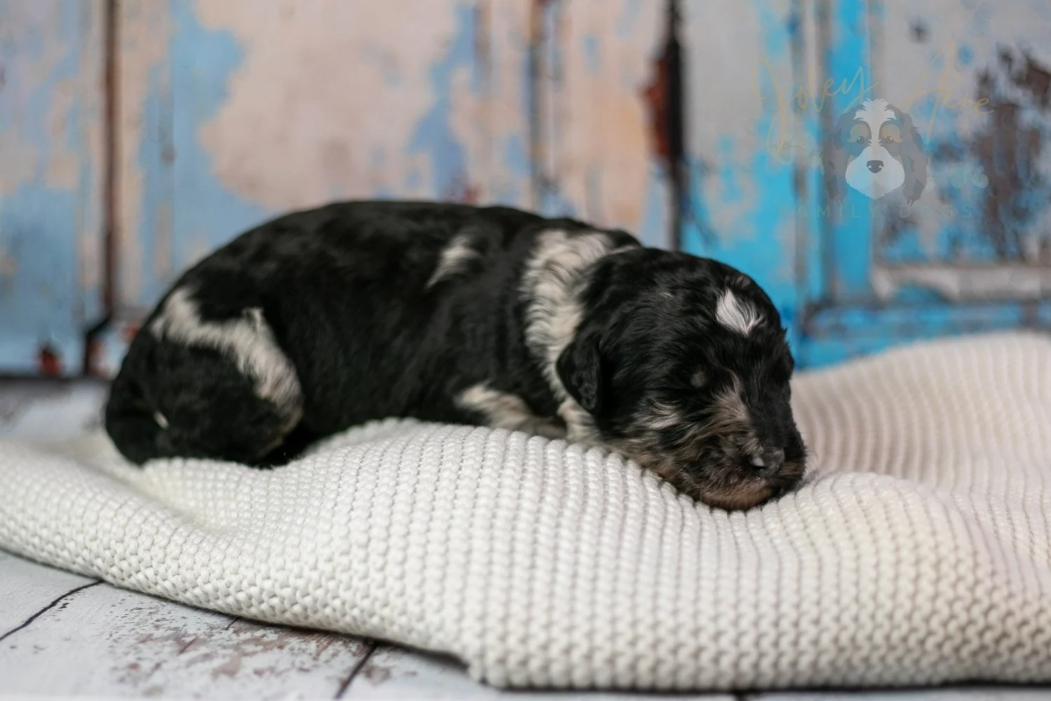 Bob Ross Bernedoodle Puppy-306.jpg