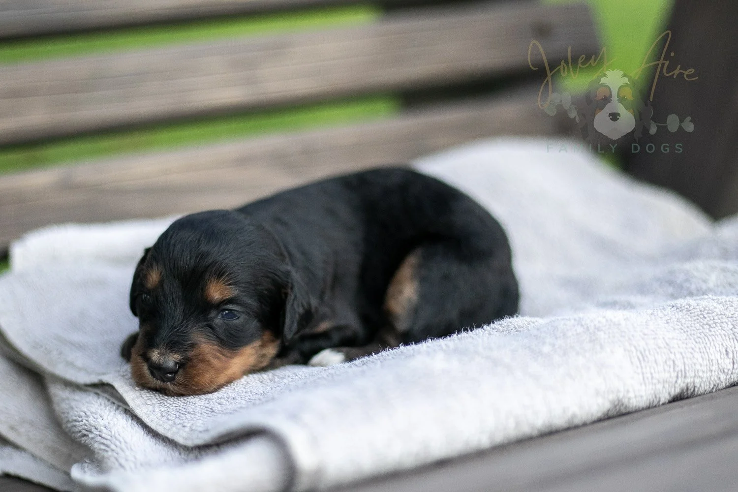Mini Mae Bernedoodle Puppy-07.jpg