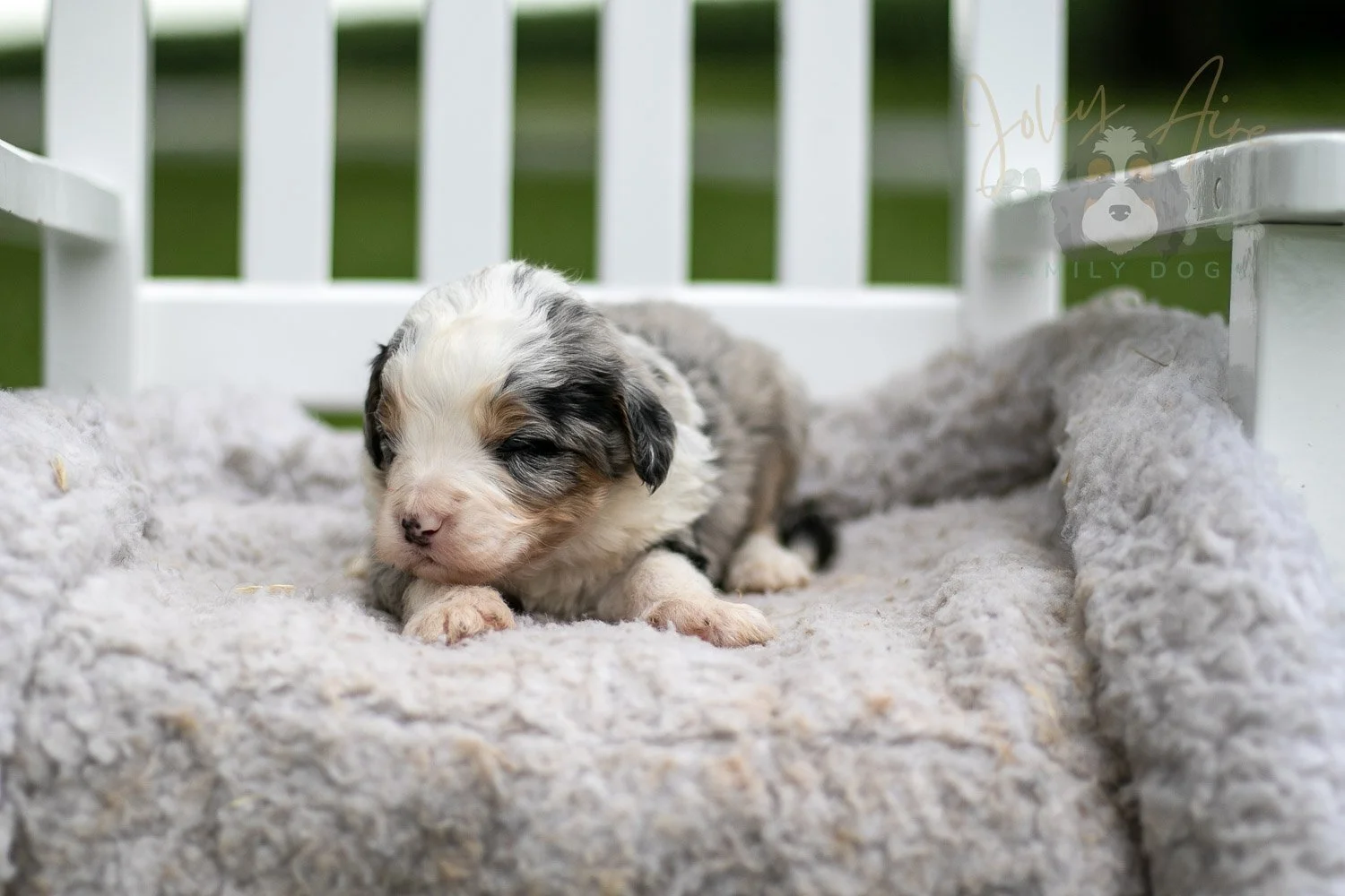 Pablo Picasso Bernedoodle Puppy-695.jpg