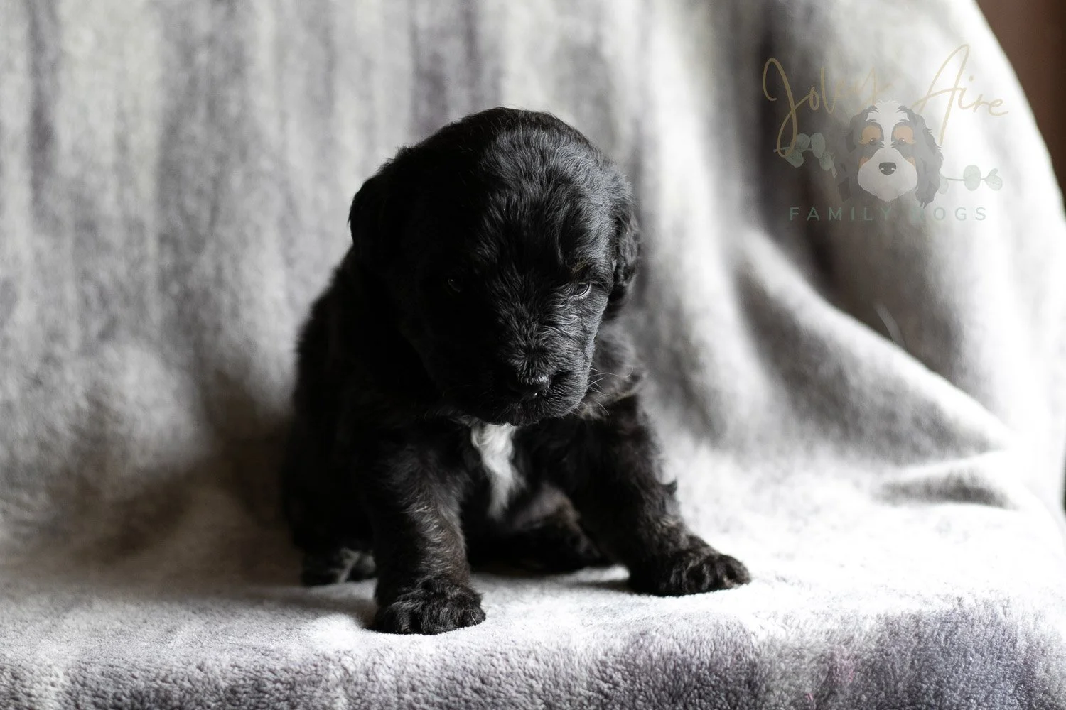 Andy Warhol Bernedoodle Puppy-118.jpg