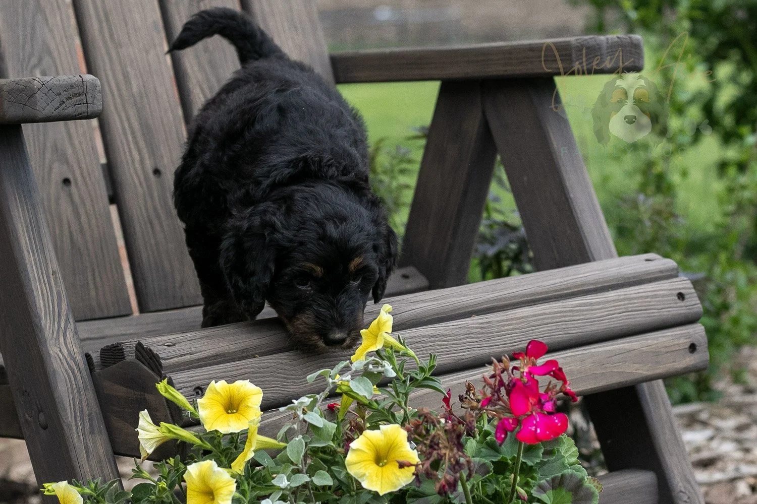 Piano Bernedoodle Puppy-2.jpg