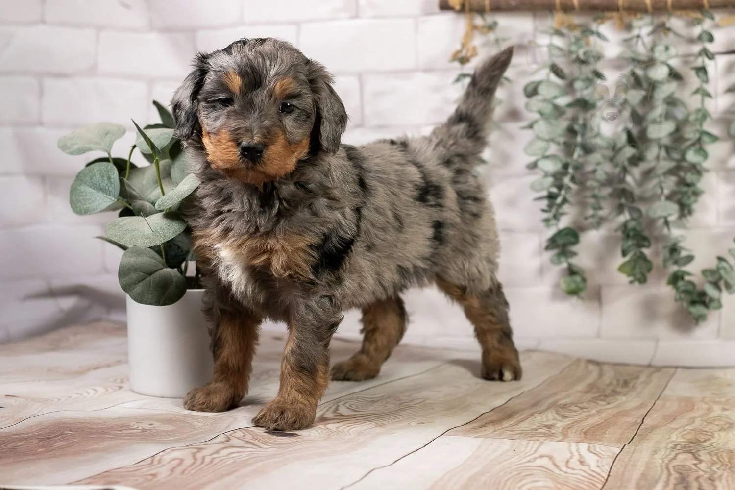 Slalom 🔴 Reserved