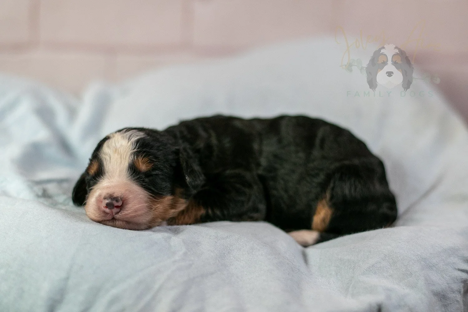 Anne Shirley Bernedoodle Puppy-24.jpg
