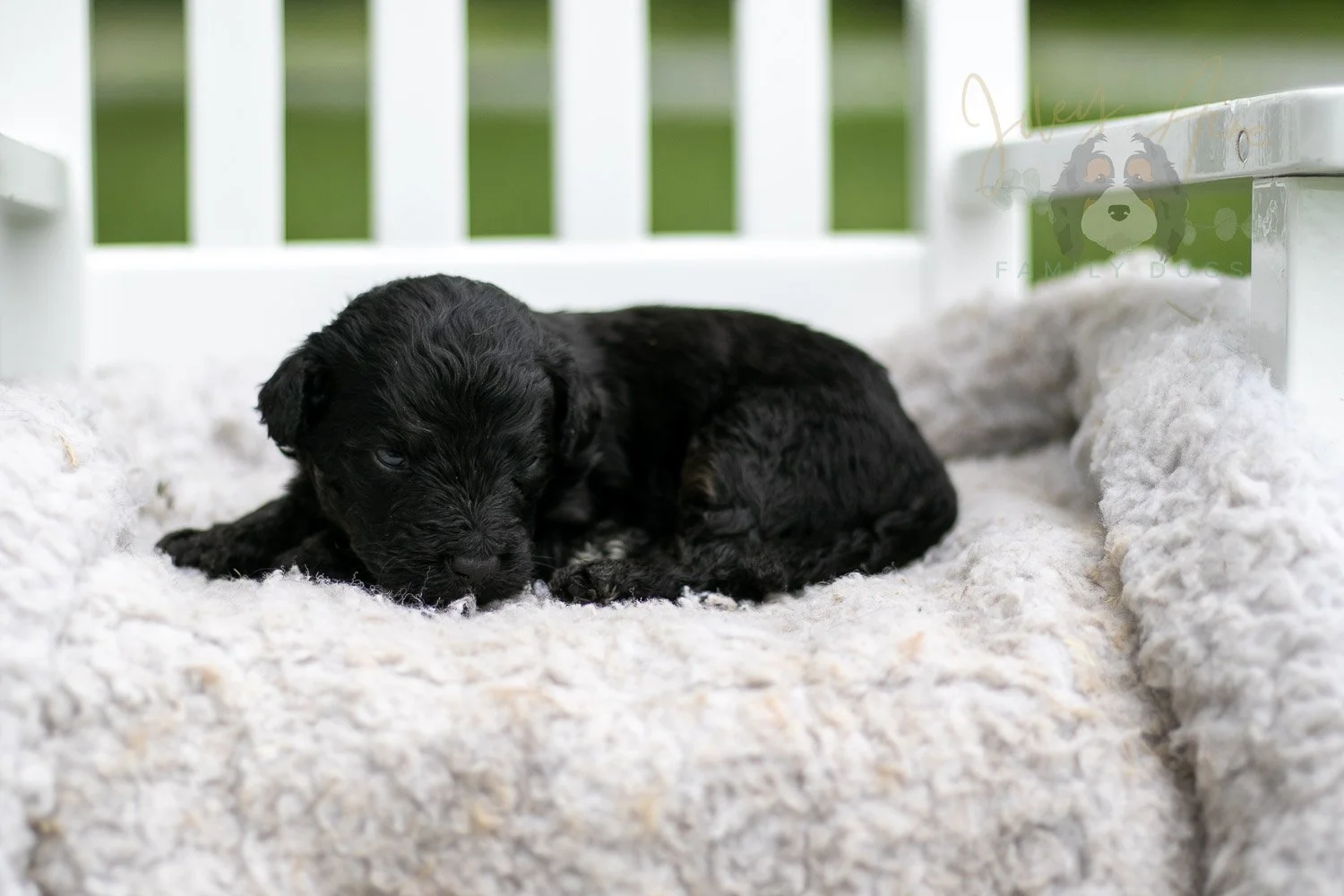 Andy Warhol Bernedoodle Puppy-712.jpg