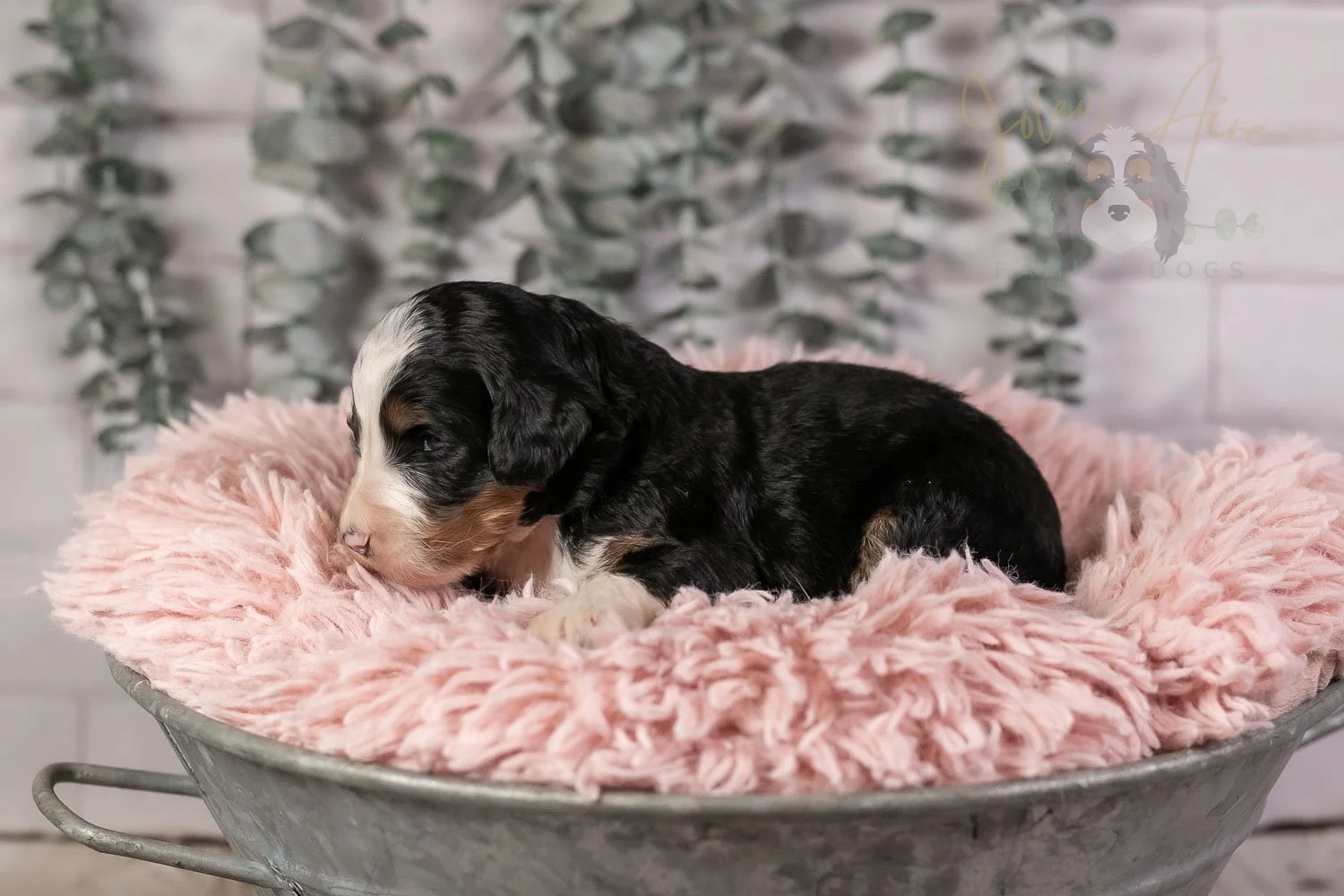 Harmonica Bernedoodle Puppy-16.jpg