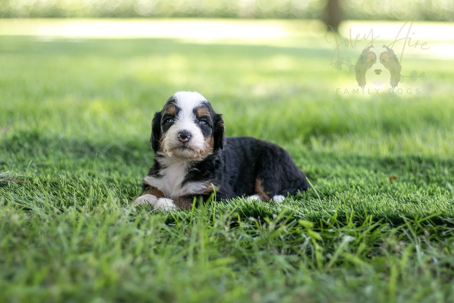 Anne Shirley Bernedoodle Puppy-534.jpg
