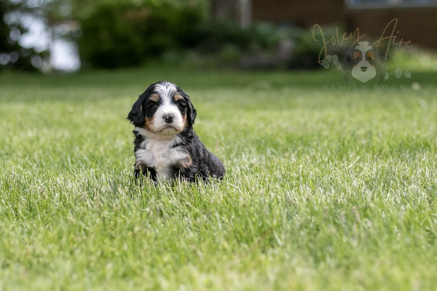 Trumpet Bernedoodle Puppy-19.jpg