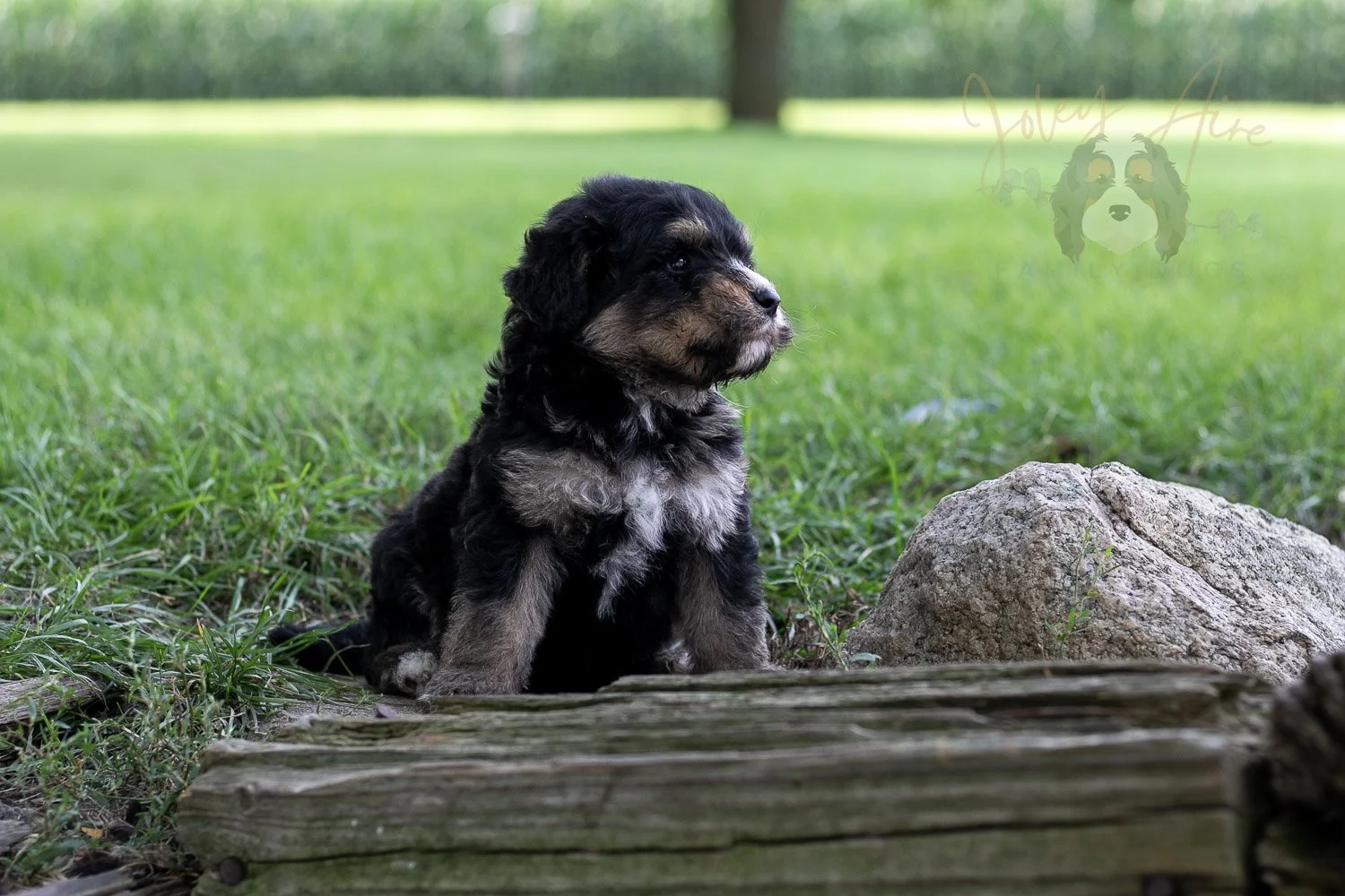 Da Vinci  Bernedoodle Puppy-191.jpg