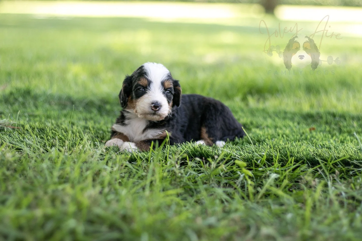 Anne Shirley Bernedoodle Puppy-533.jpg