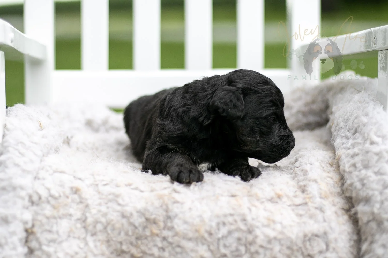 Andy Warhol Bernedoodle Puppy-715.jpg