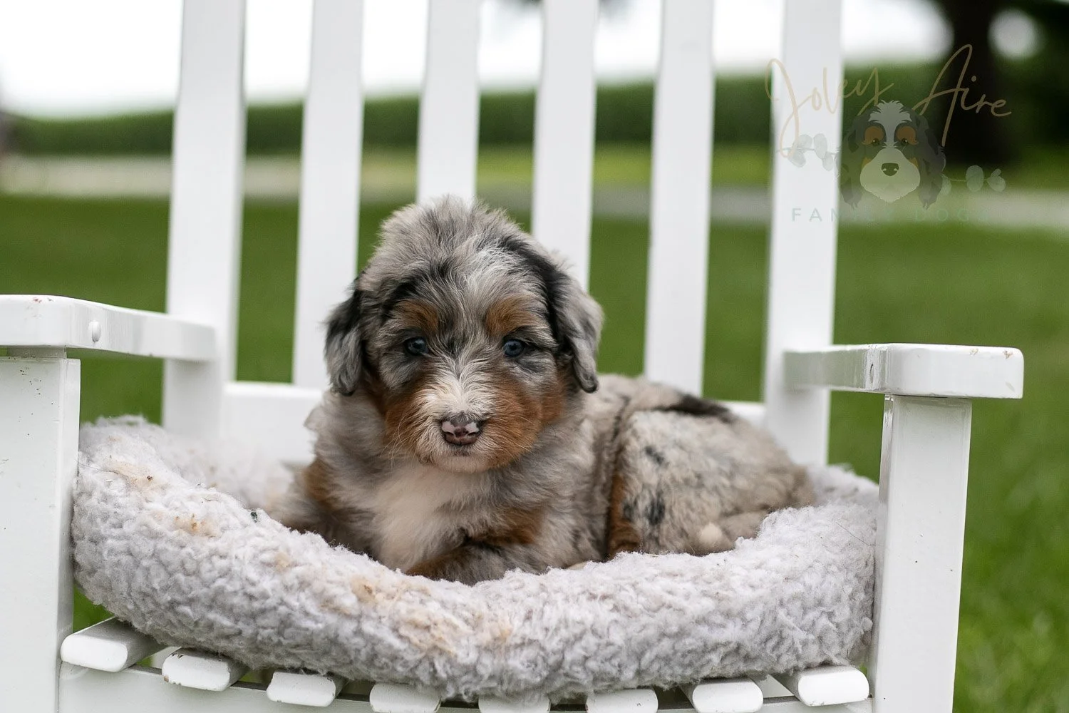 Rachel Lynde Bernedoodle Puppy-0995.jpg