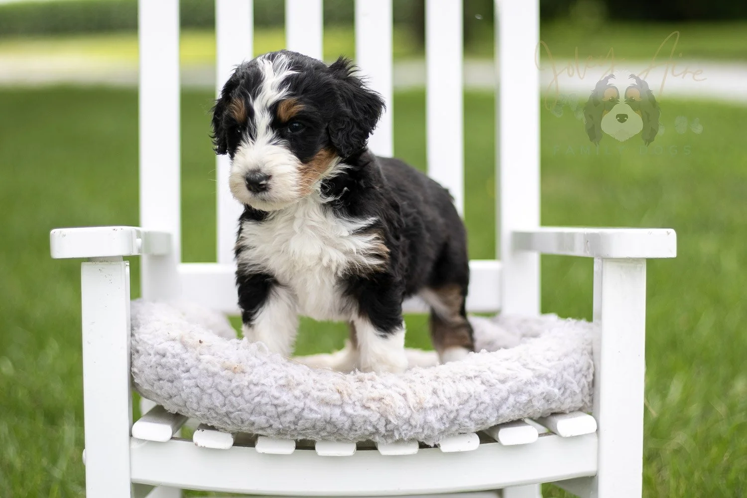 Zion Bernedoodle Puppy-821.jpg
