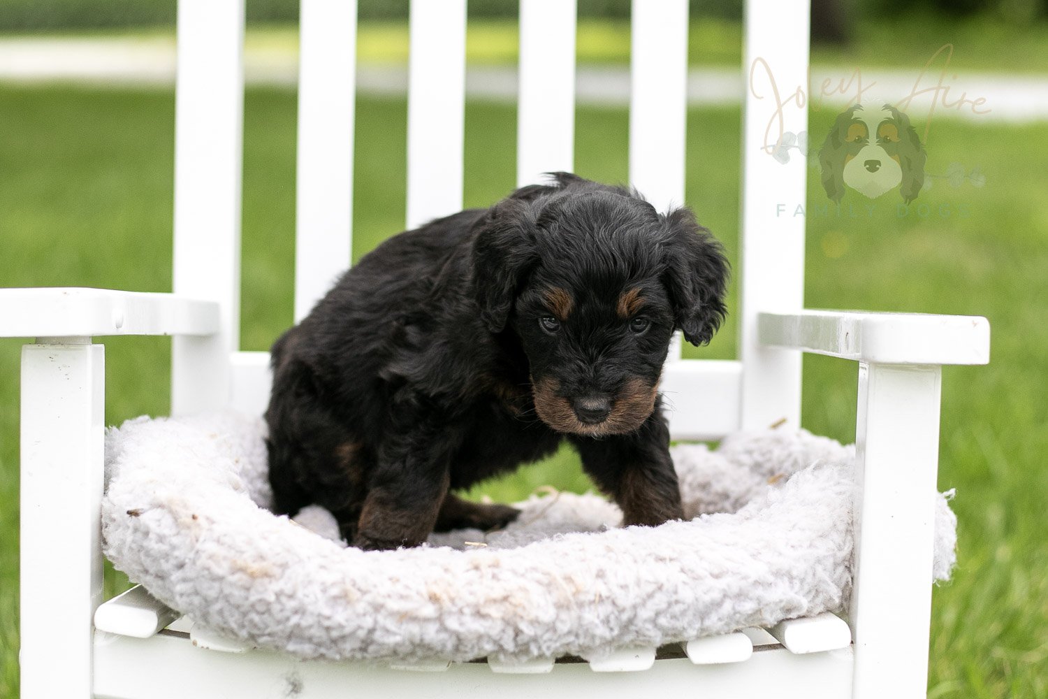 Olympic Bernedoodle Puppy-856.jpg