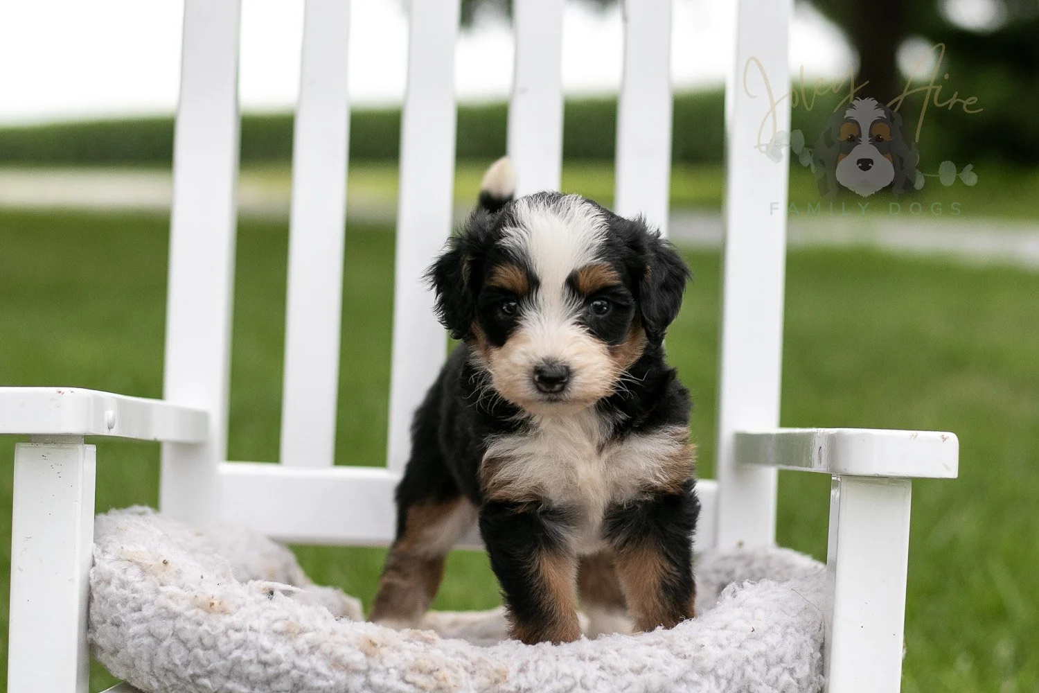 Anne Shirley Bernedoodle Puppy-989.jpg