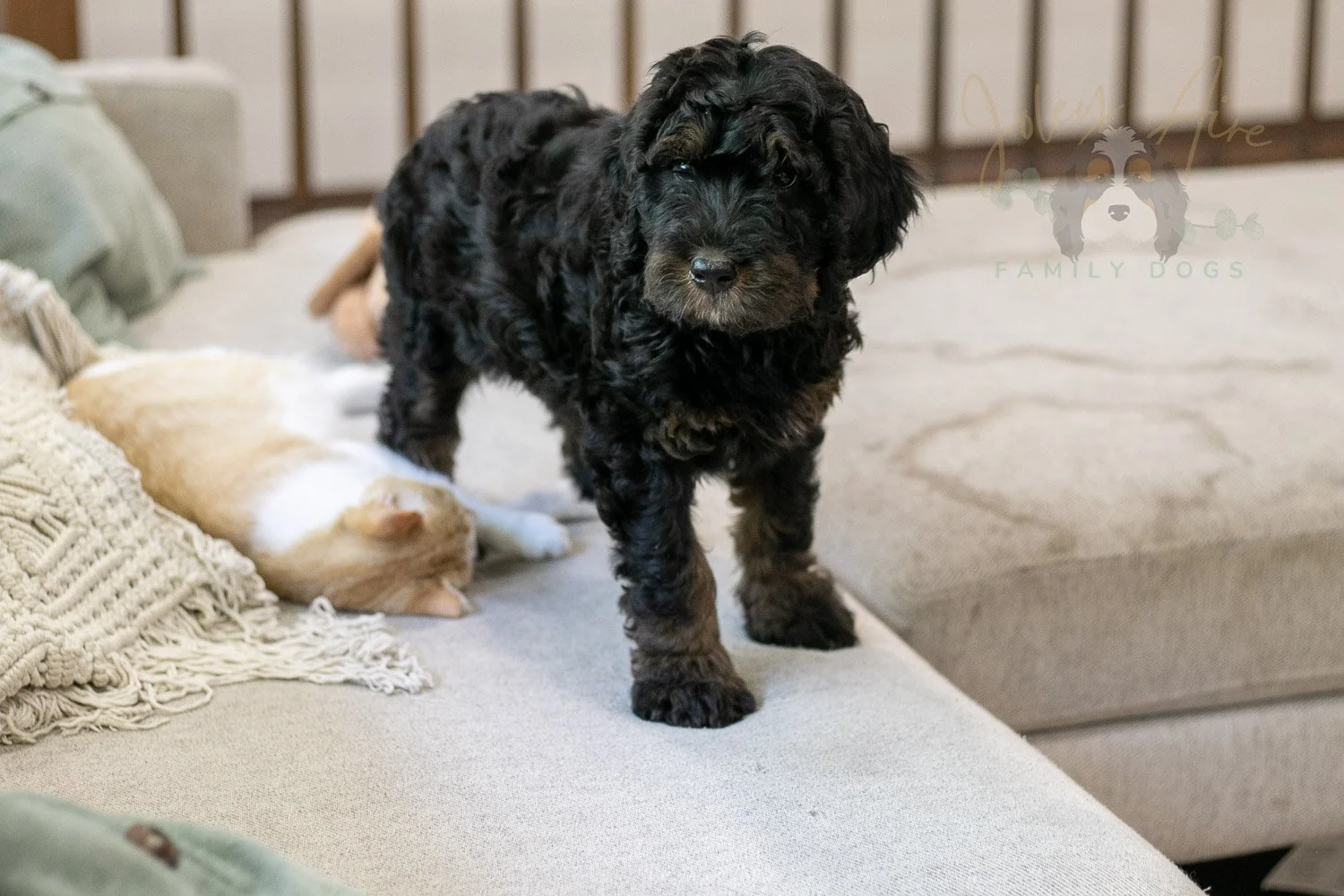 Acadia Bernedoodle Puppy-511.jpg