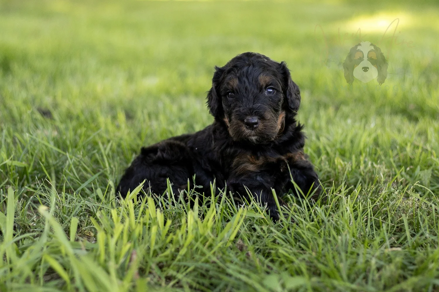 Acadia Bernedoodle Puppy-426.jpg
