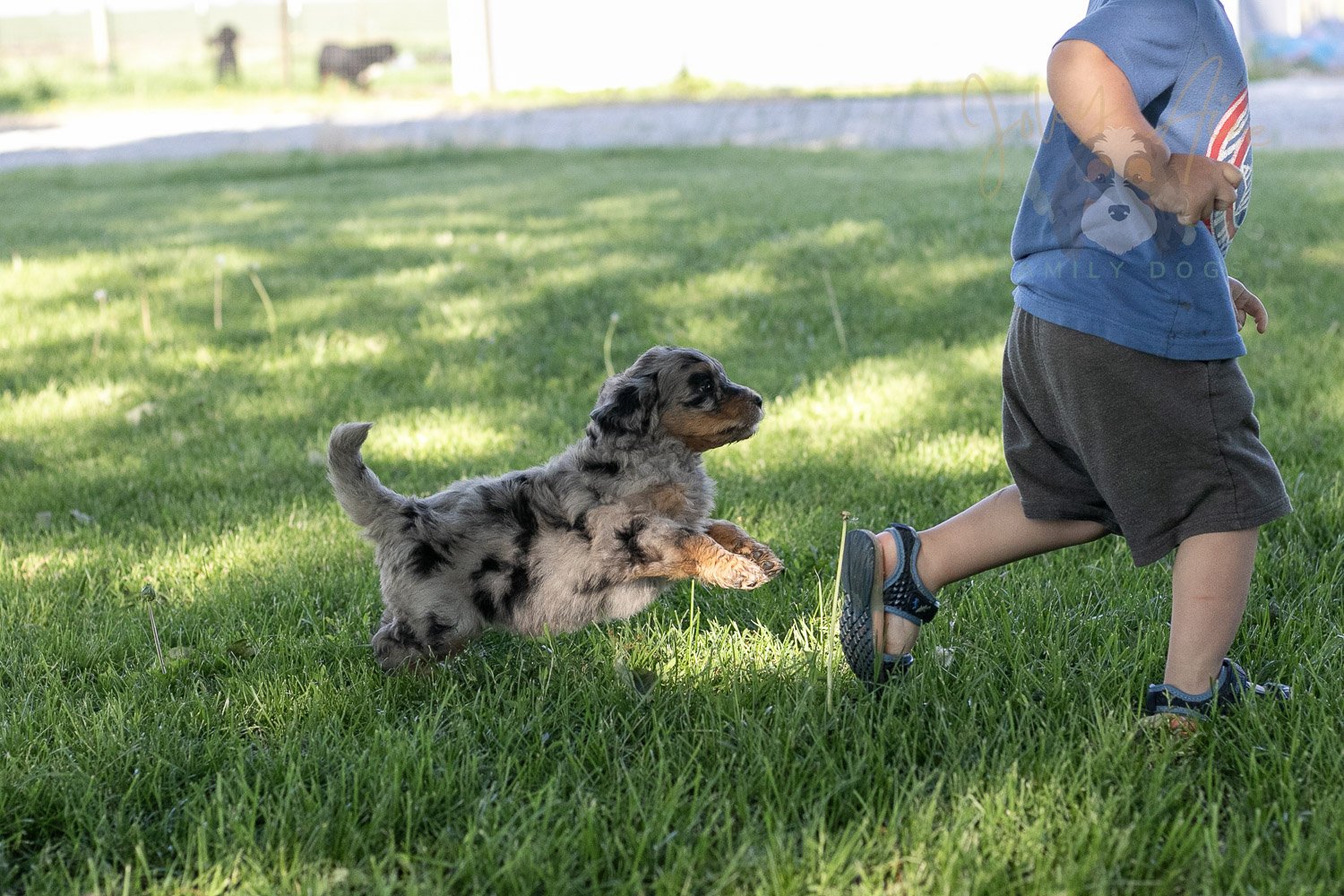 Ukulele Bernedoodle Puppy-13.jpg