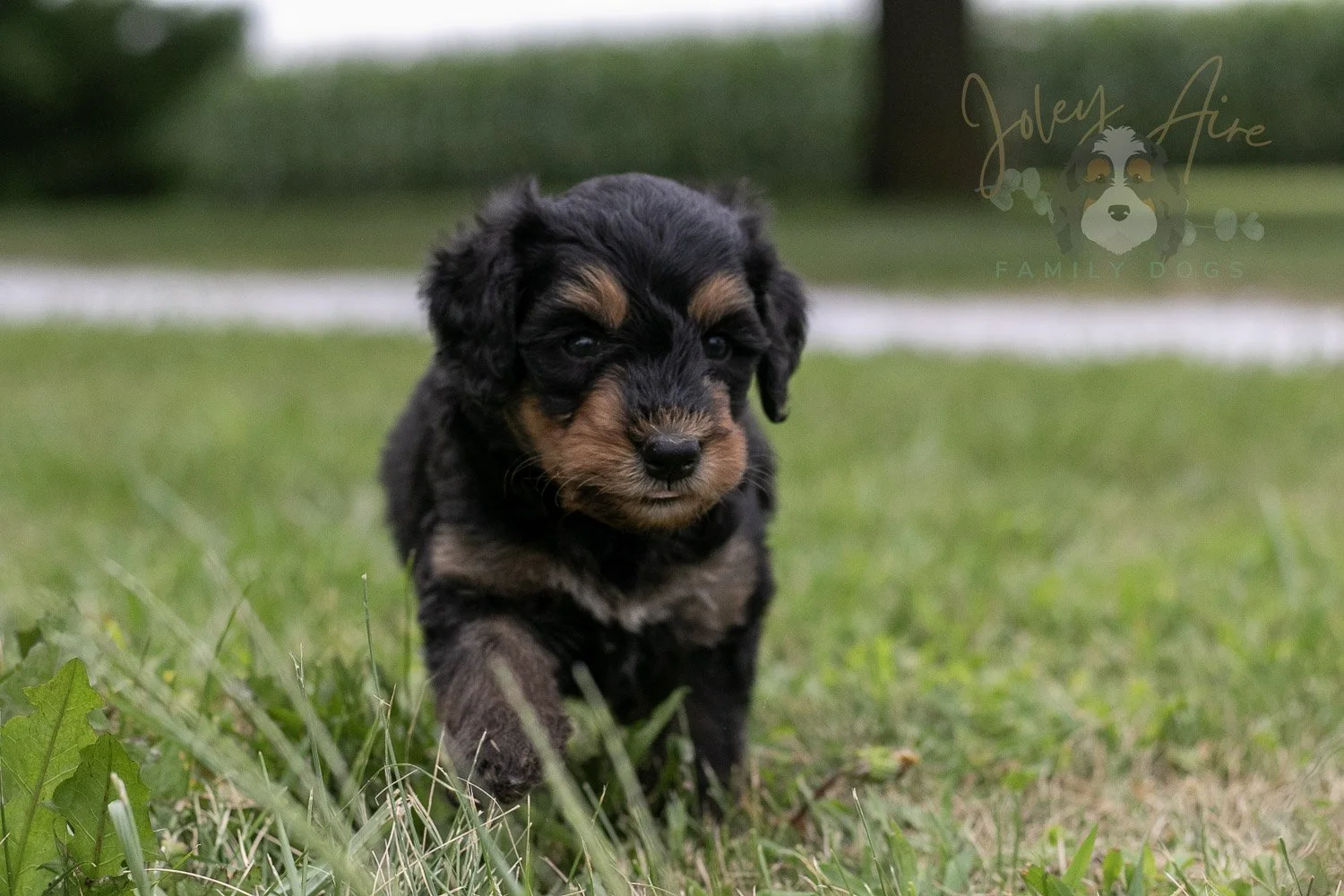Mini Mae Bernedoodle Puppy-94.jpg