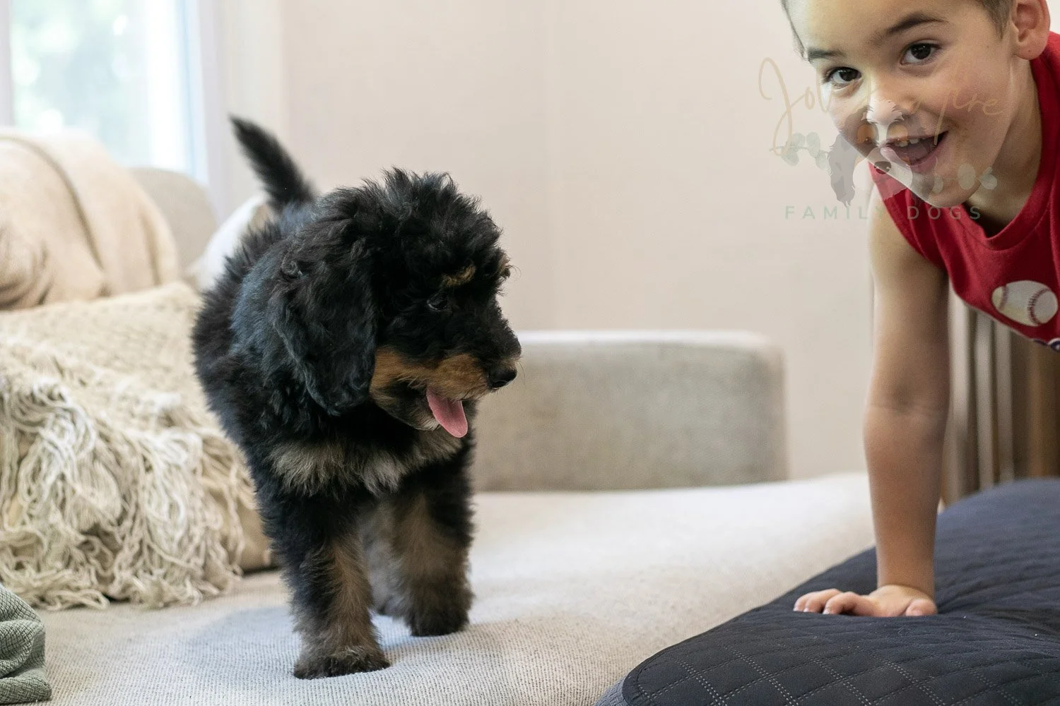 Gilbert Bernedoodle Puppy-327.jpg