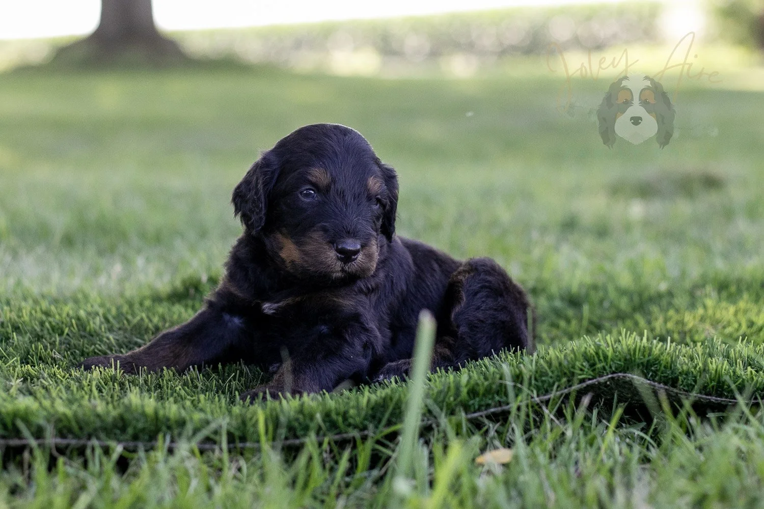 Olympic Bernedoodle Puppy-362.jpg