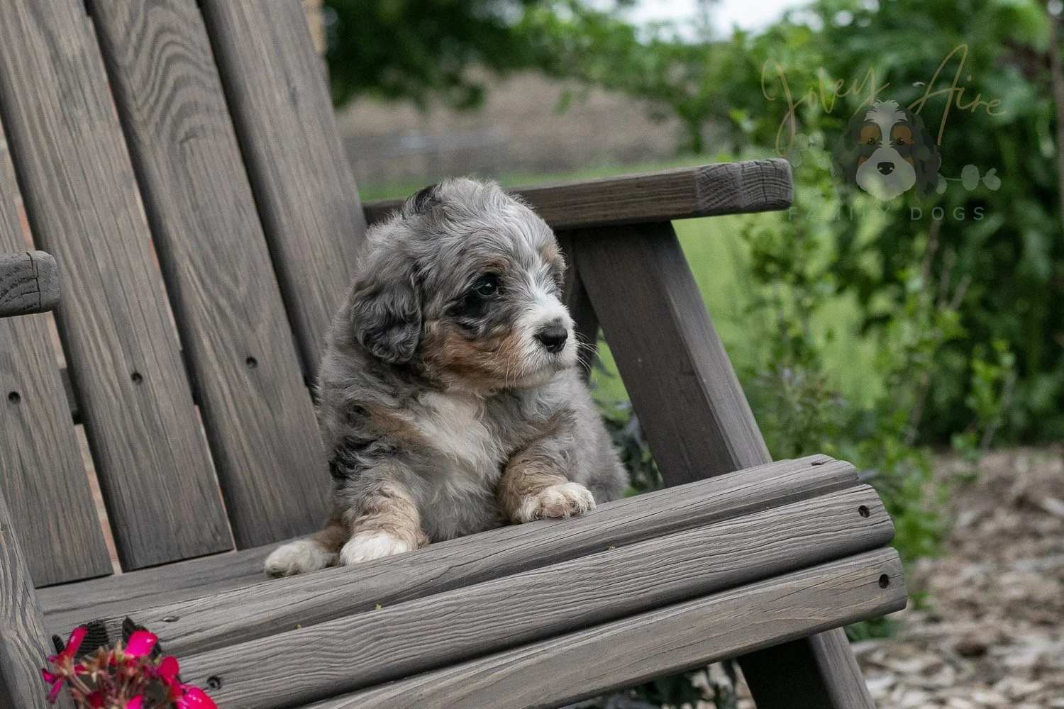 Drum Bernedoodle Puppy-3.jpg