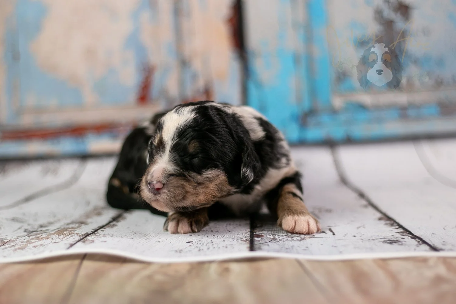 Artemisia Bernedoodle Puppy-278.jpg