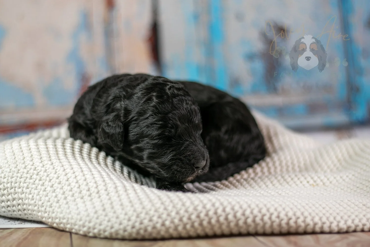 Claude Monet Bernedoodle Puppy-161.jpg
